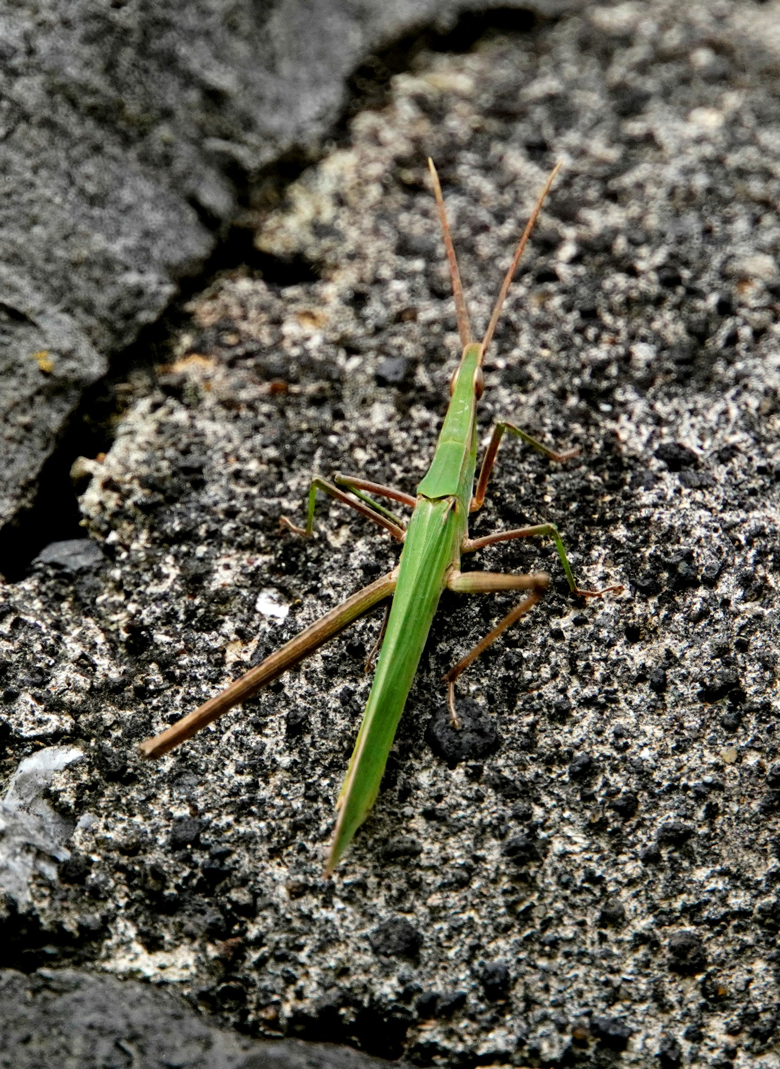 A green grasshopper on a rocky surface