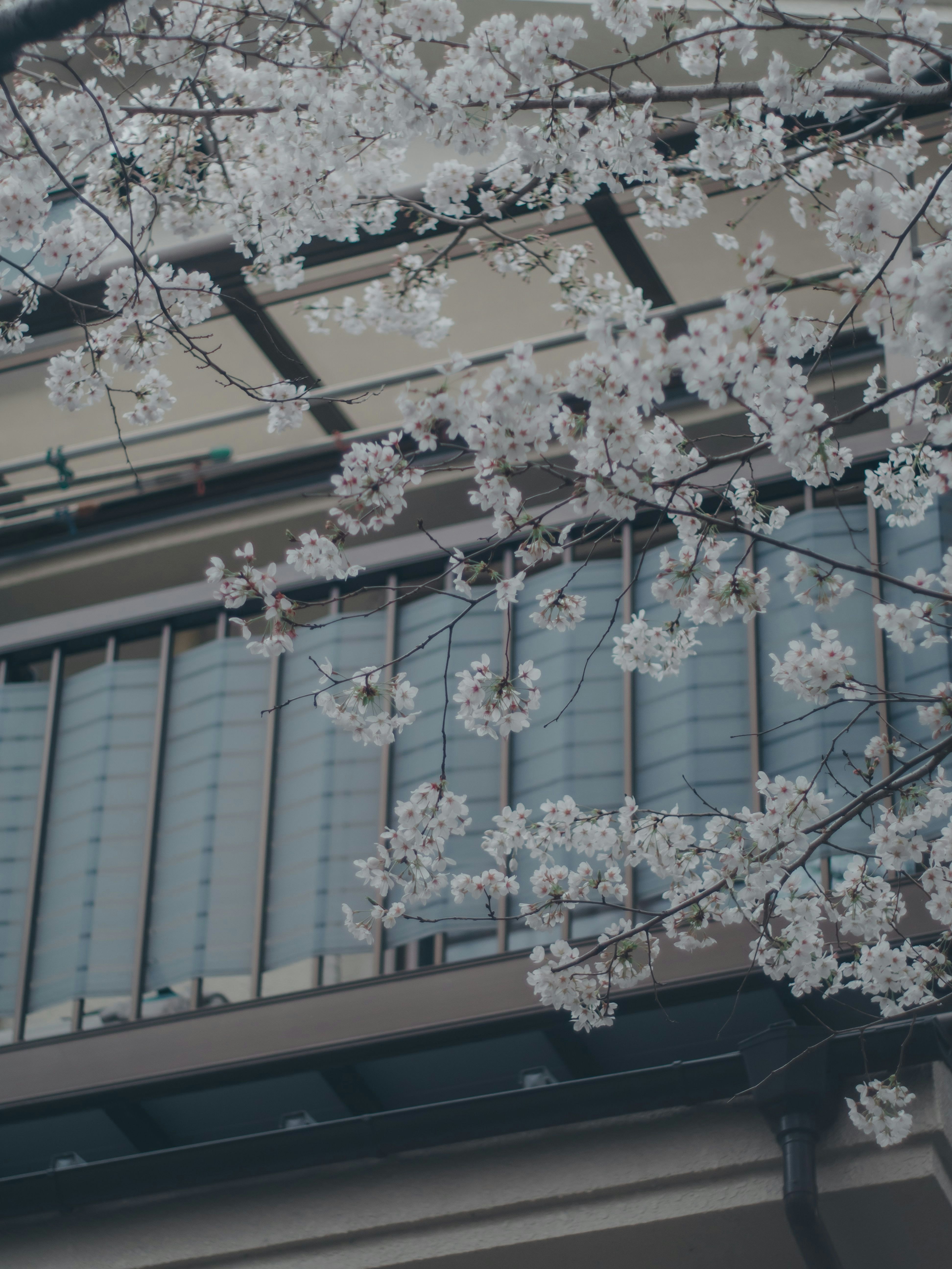 桜の花が枝に咲く近代的な建物の外観