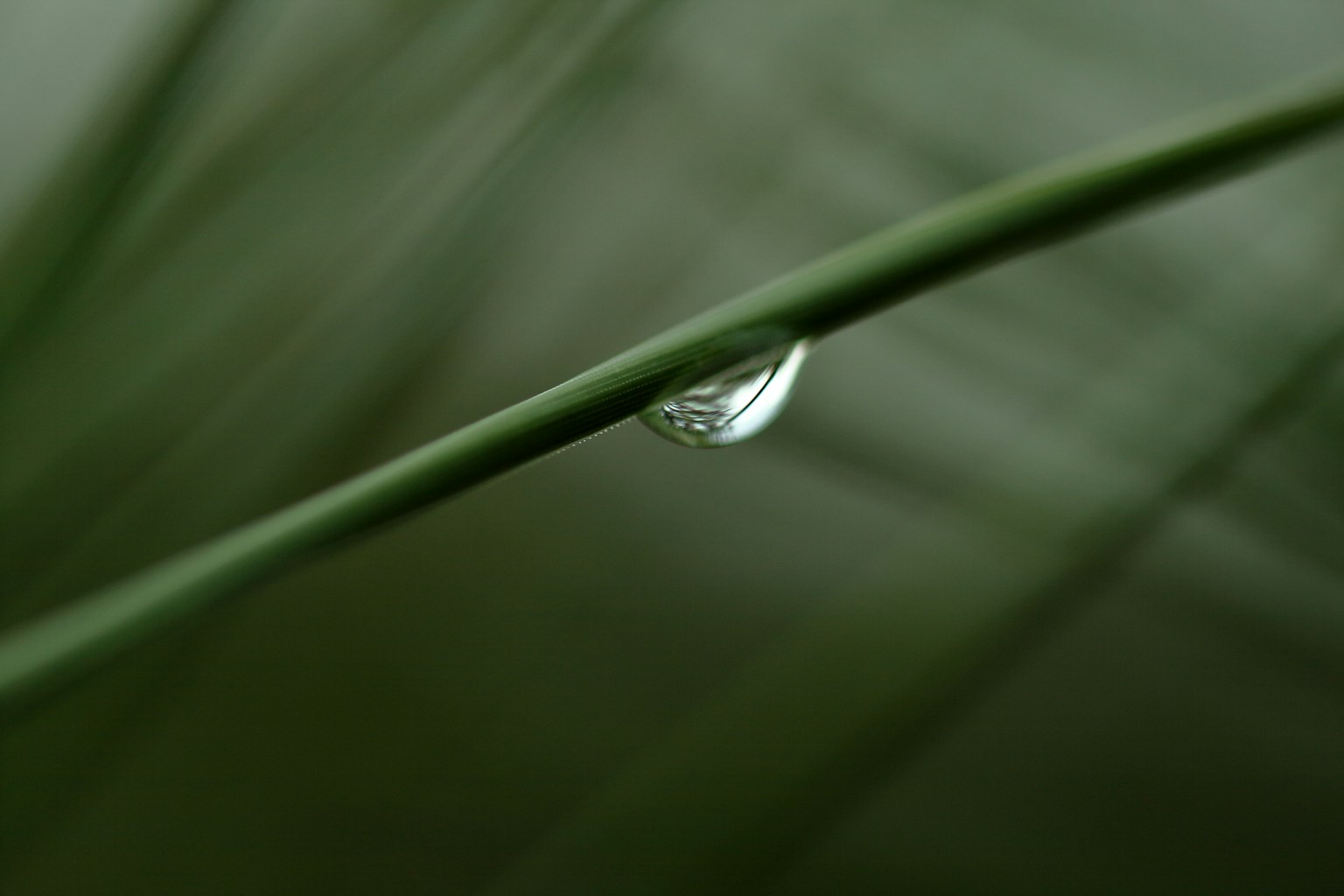 绿叶上的水滴特写照片