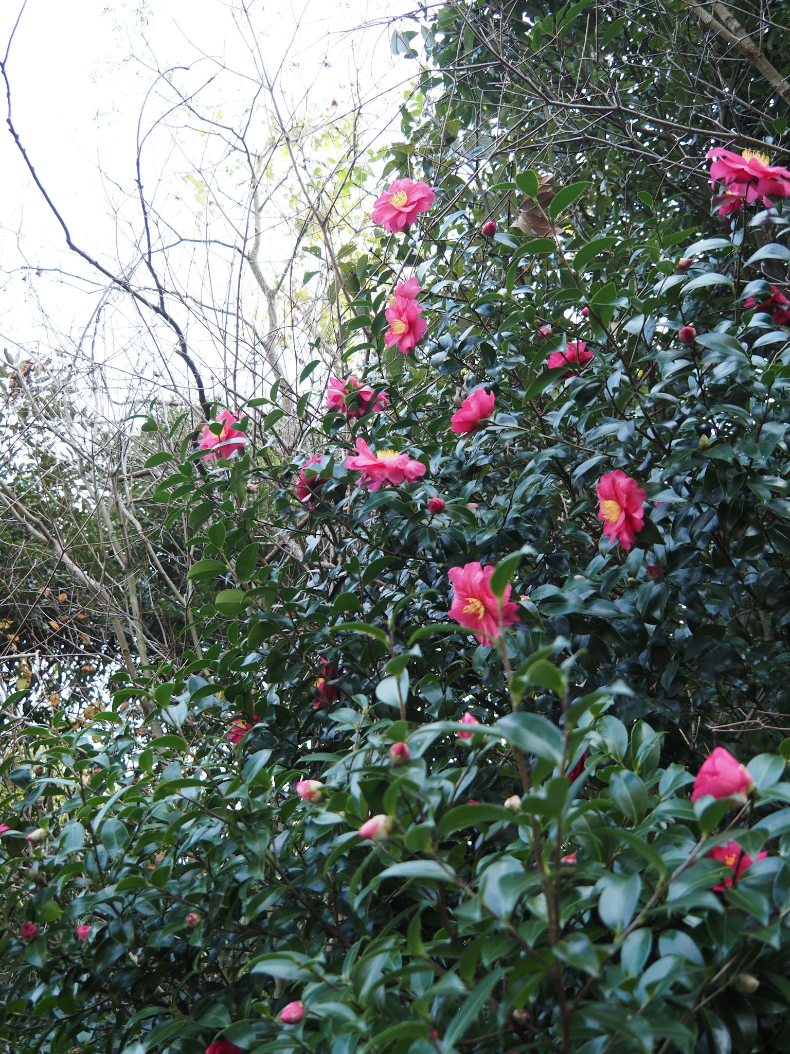 Primo piano di fiori rosa vivaci circondati da foglie verdi