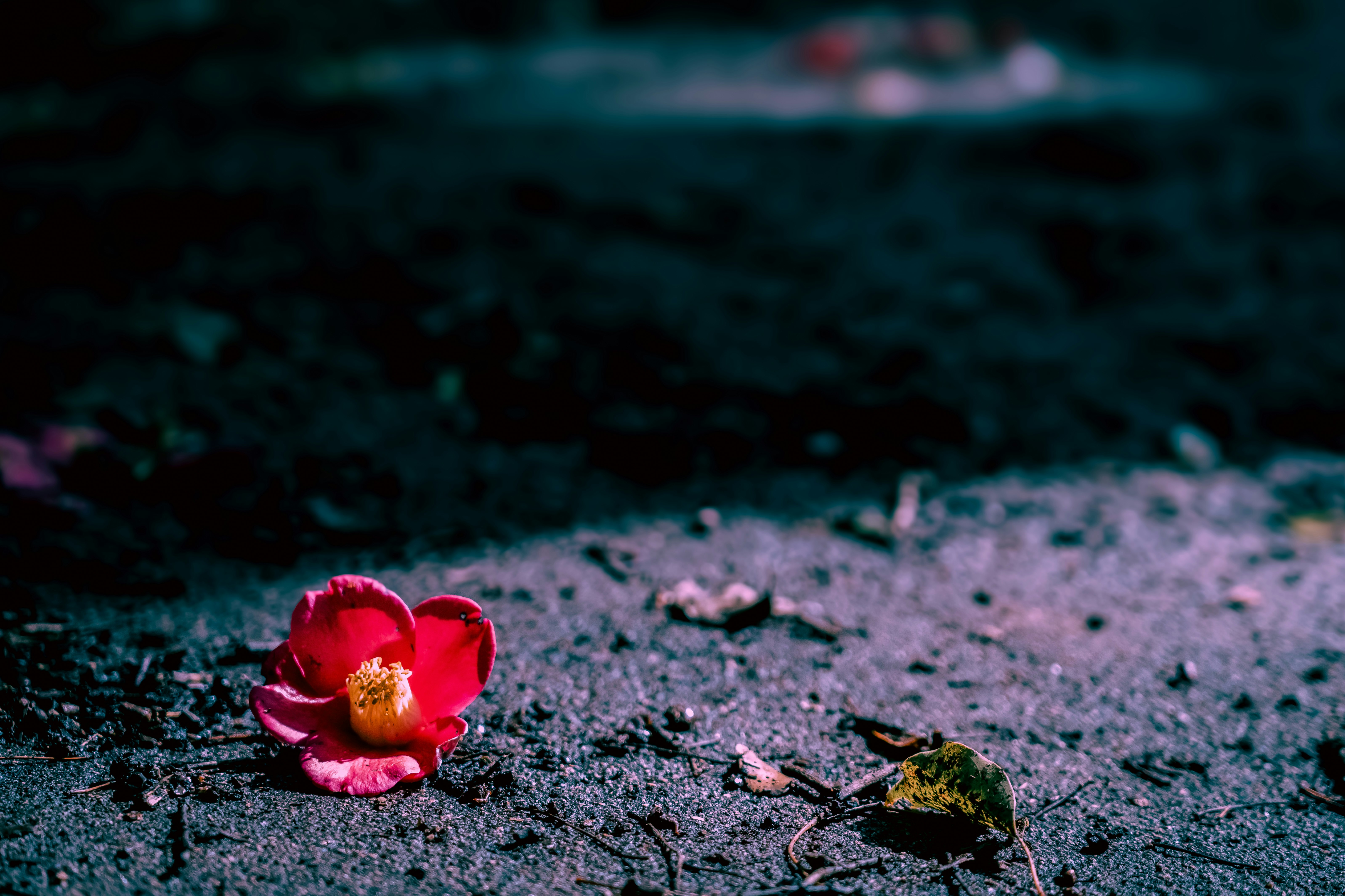 舗道に落ちた赤い花びらと小さな花