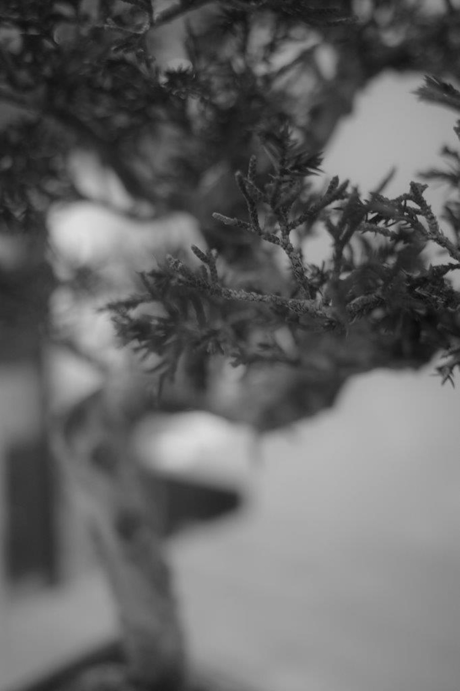 Primo piano di un albero bonsai in bianco e nero