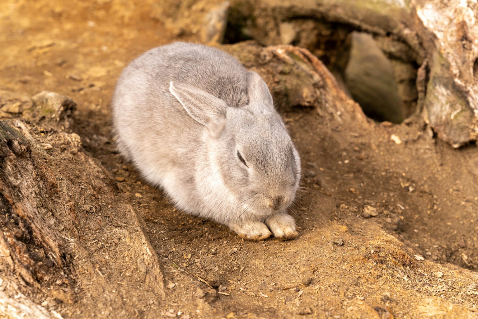 A gray rabbit resting on the ground