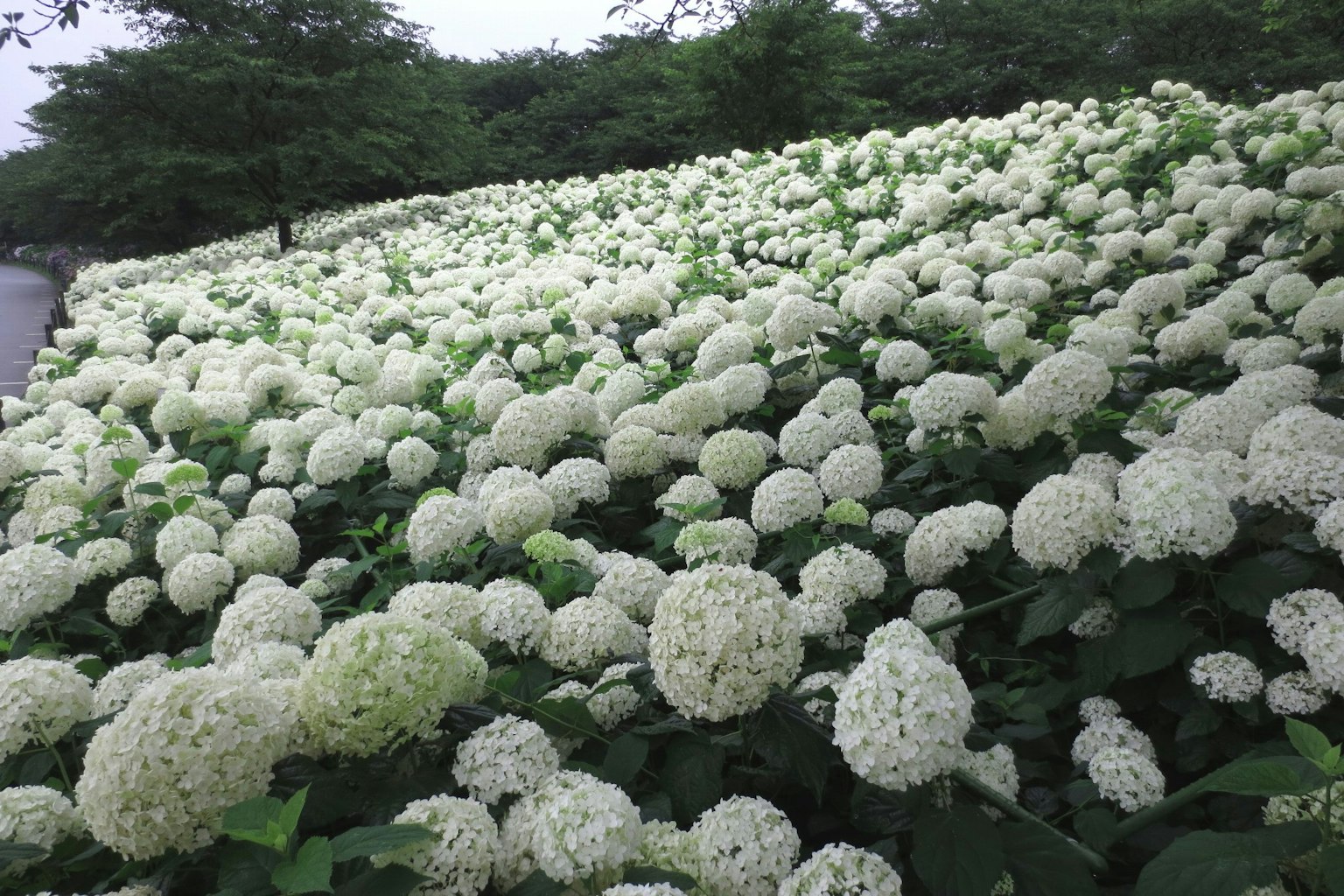 Eine Landschaft mit weißen Blumen umgeben von grünen Blättern