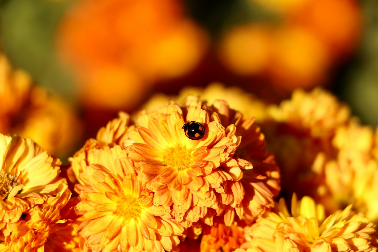Coccinella su fiori arancioni vivaci