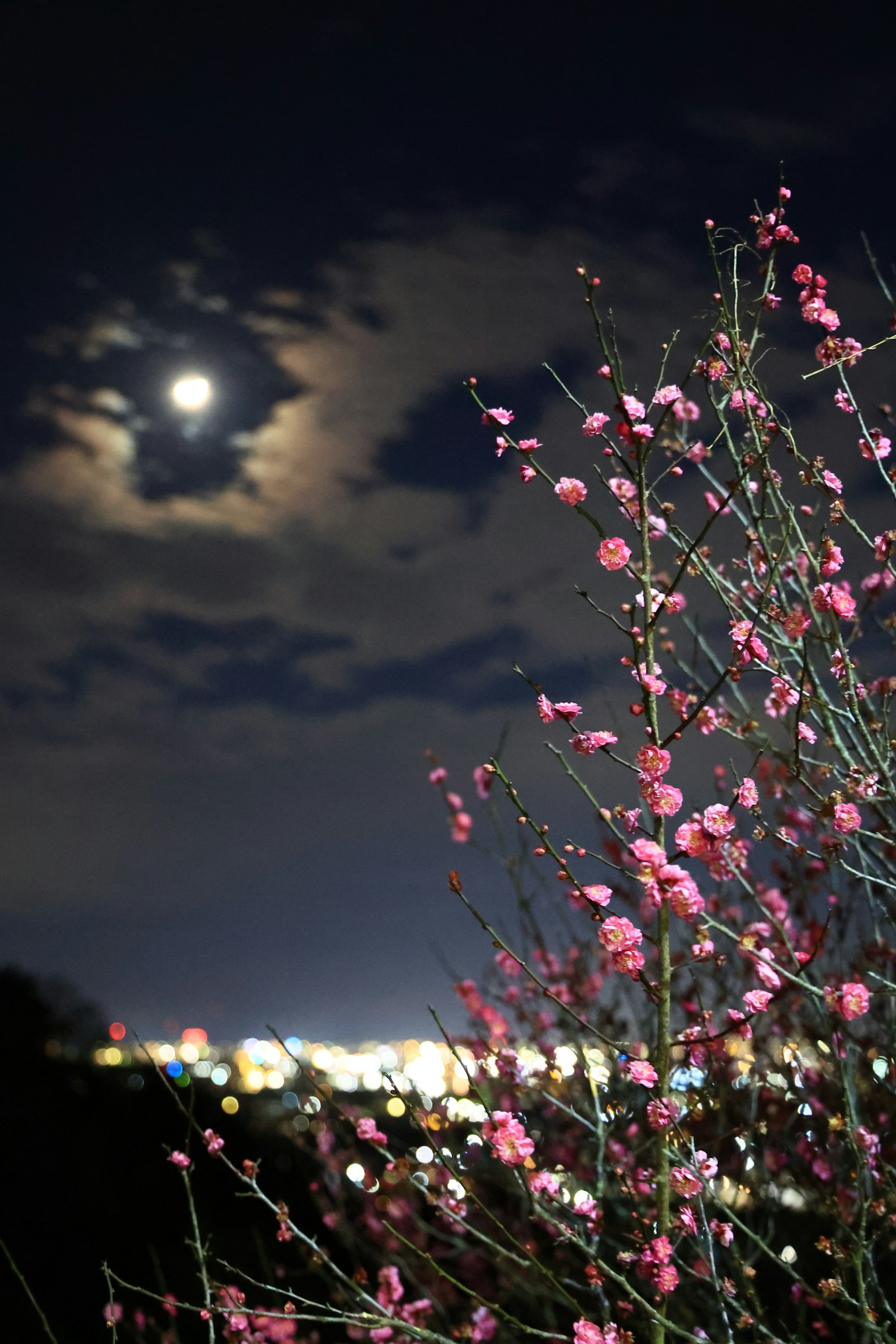 夜晚场景，盛开的樱花和满月