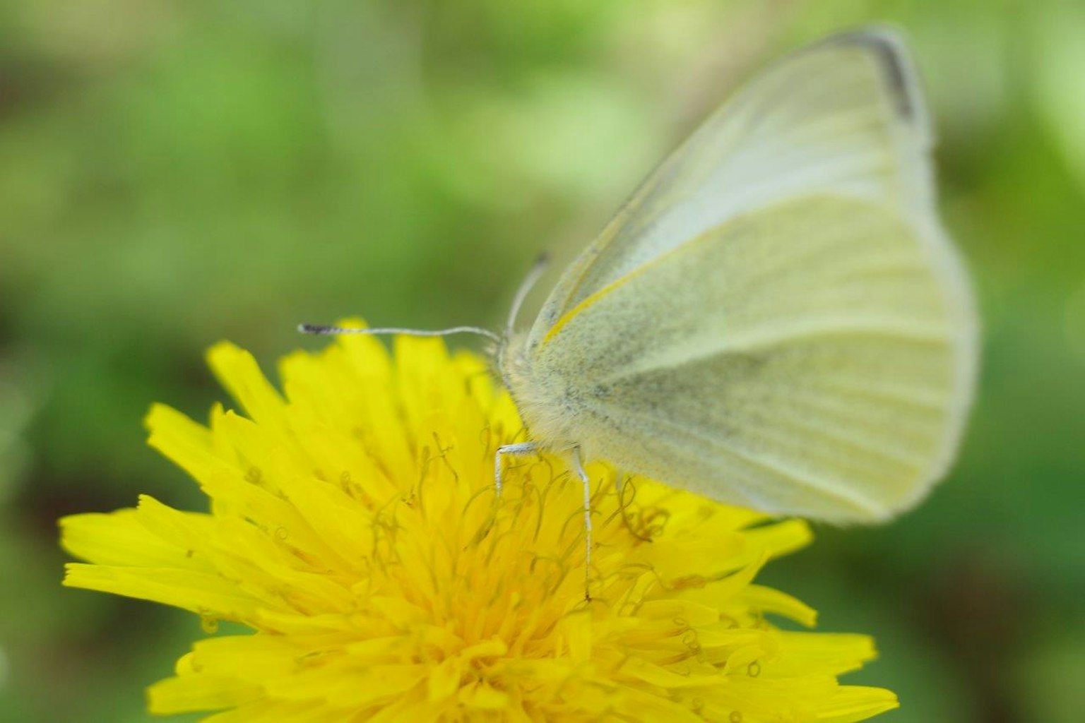 White butterfly resting on a yellow dandelion flower