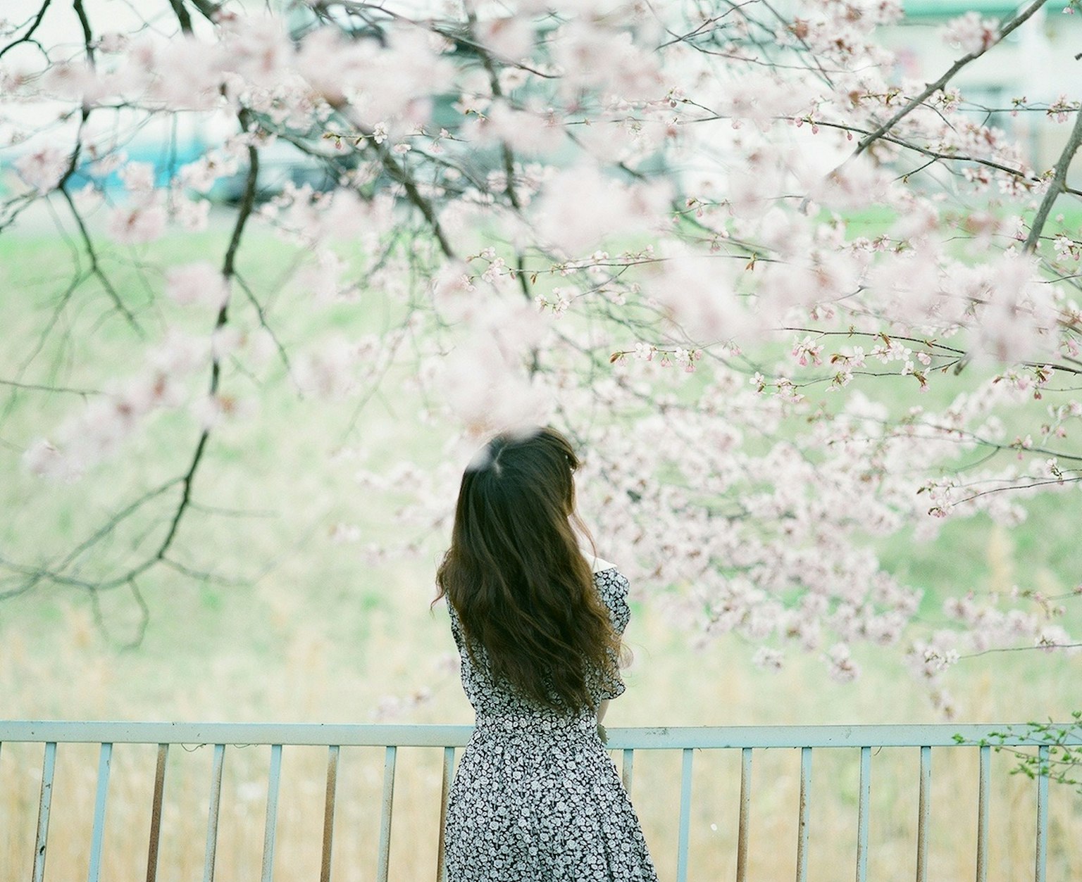 Silhouette của một người phụ nữ đứng dưới cây anh đào nở hoa