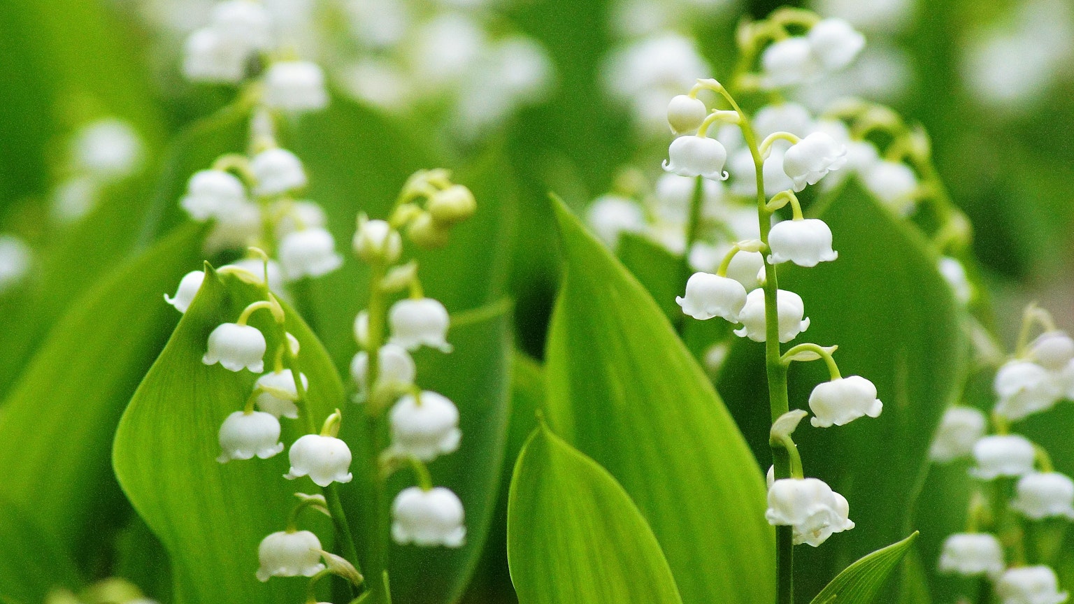 Beautiful scene of white lily of the valley flowers surrounded by green leaves