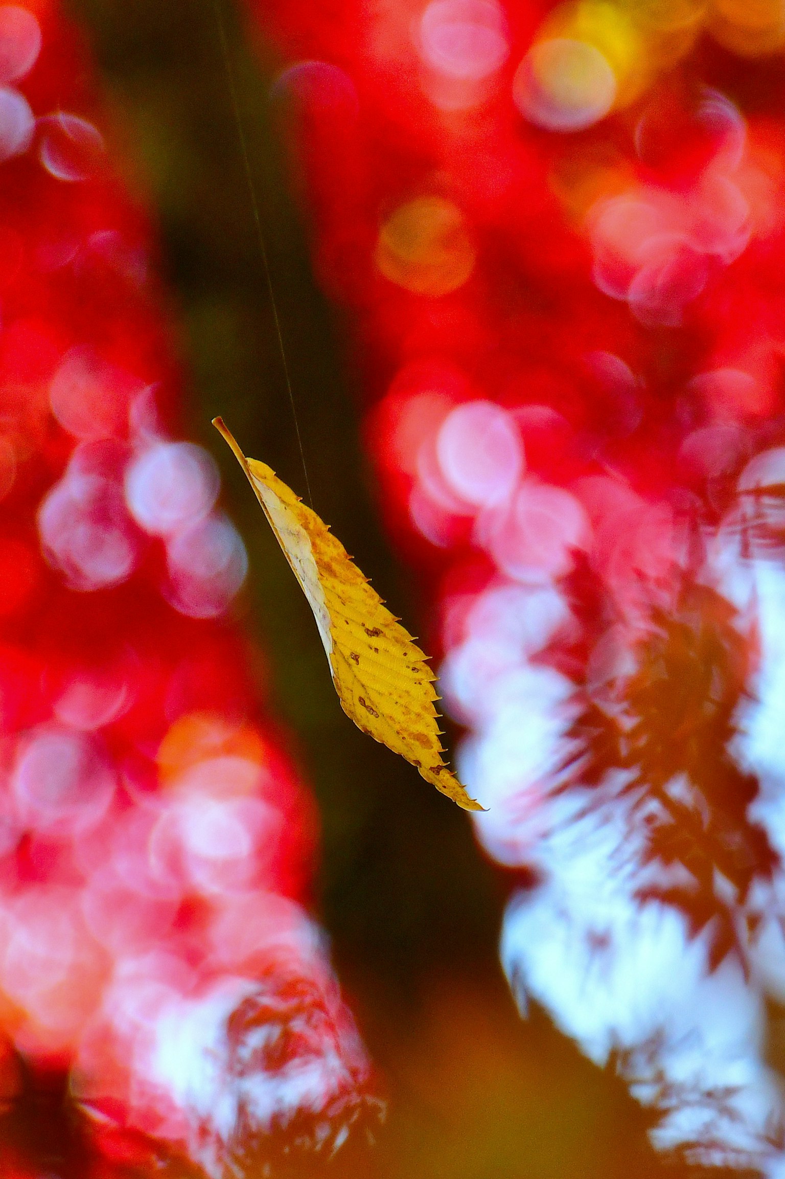 赤い背景の中で浮かぶ黄色い葉