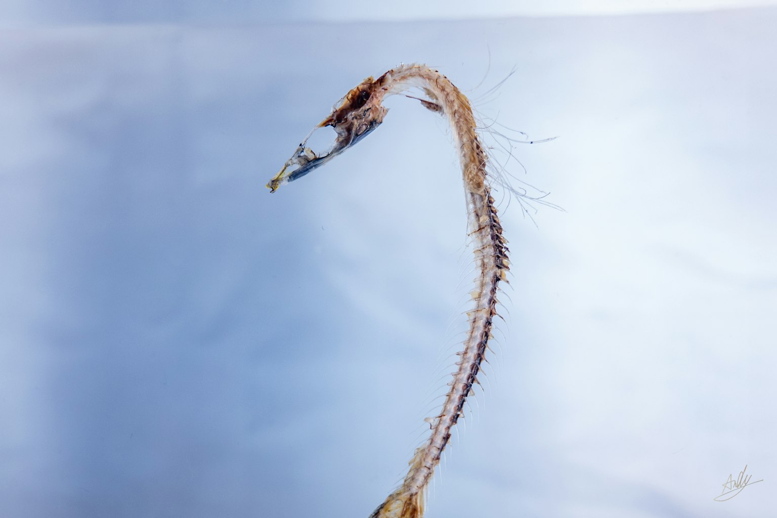 一個細長的魚類生物在藍色背景上