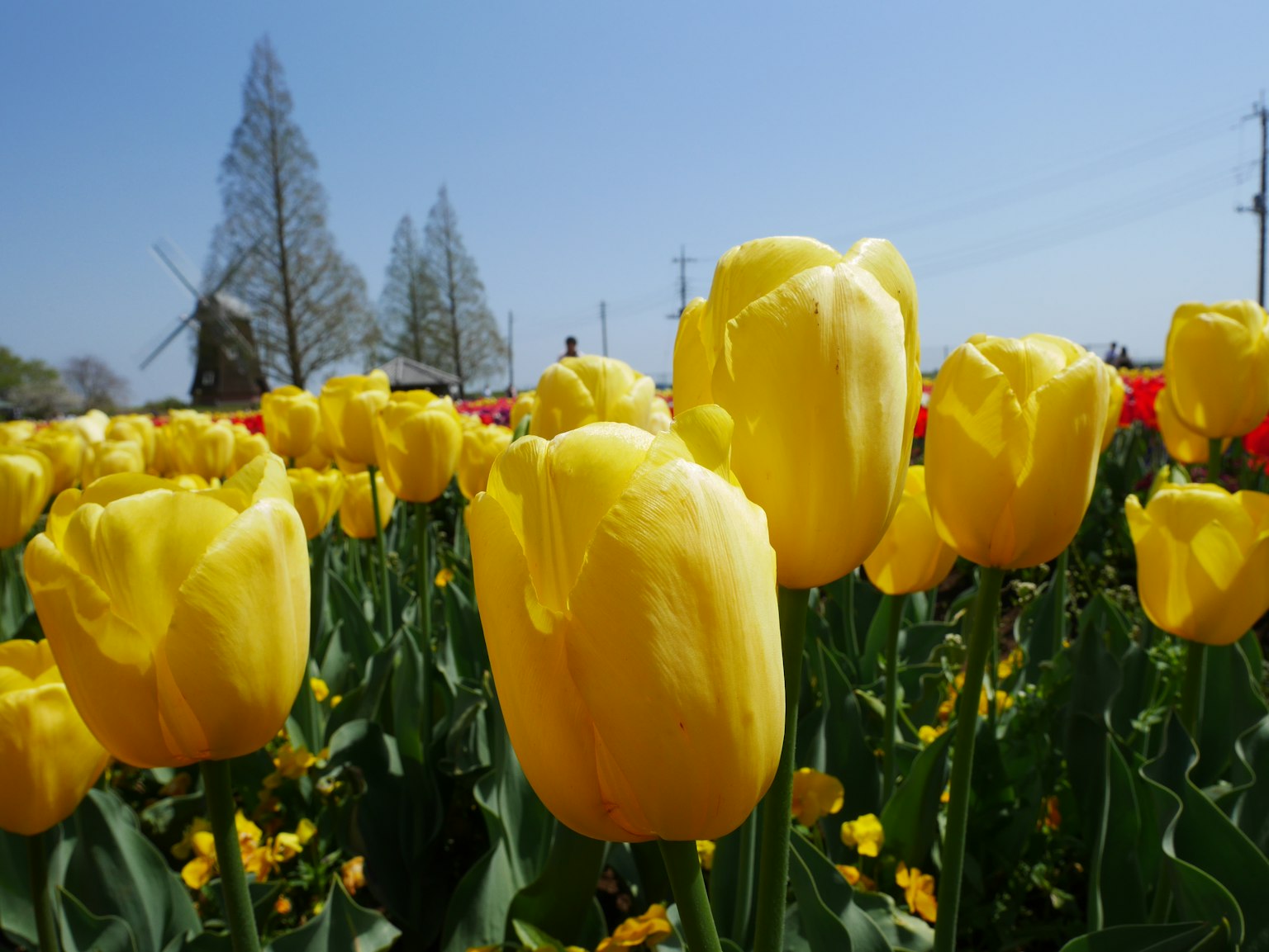 Lapangan tulip kuning yang mekar di bawah langit biru cerah