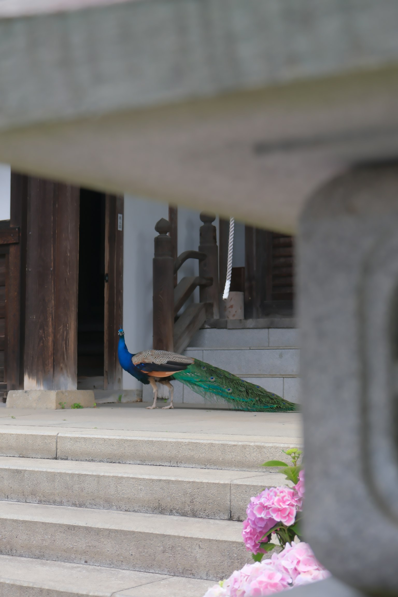 A peacock standing in front of stairs with vibrant flowers
