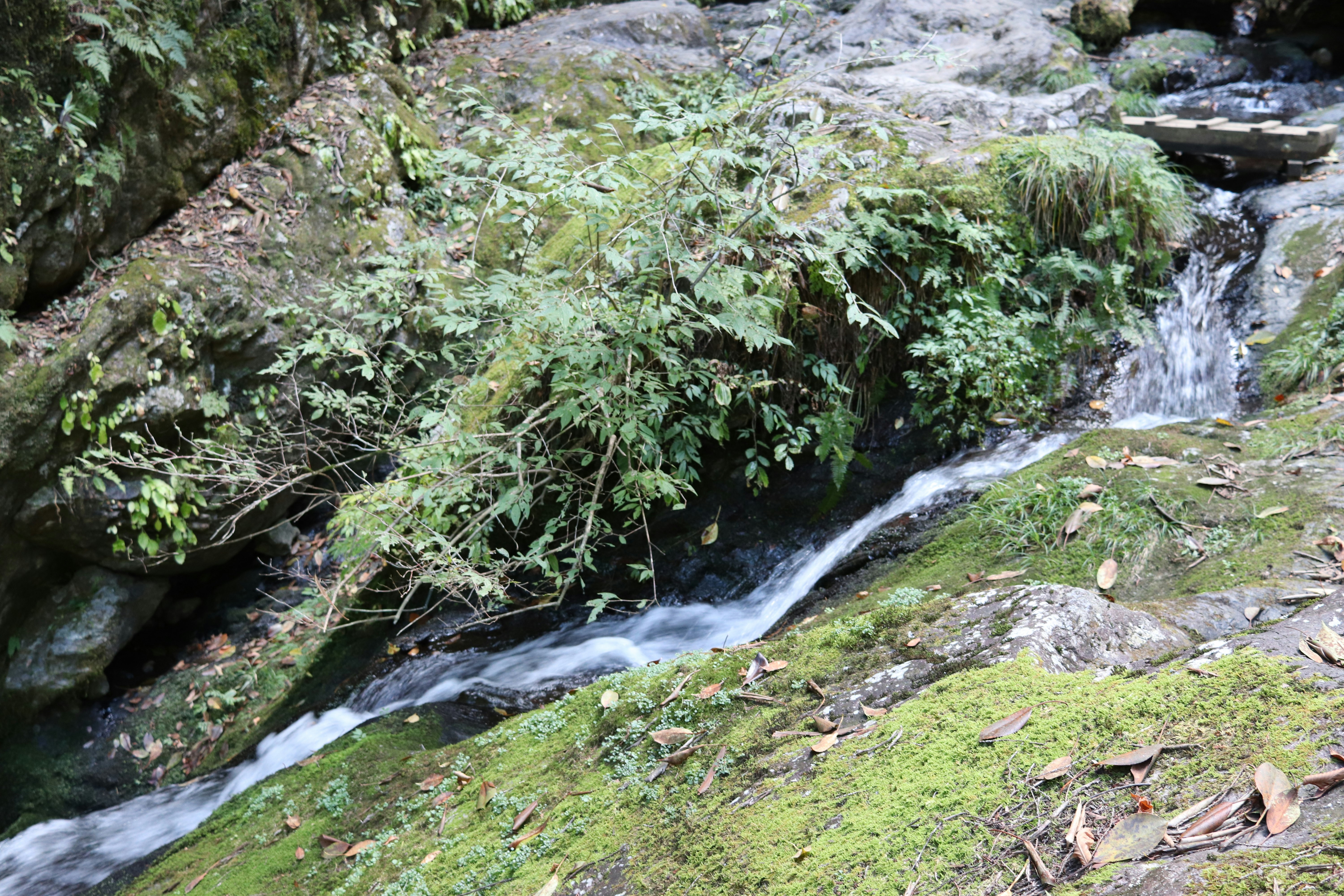小川を流れる小さな滝と苔むした岩の自然風景
