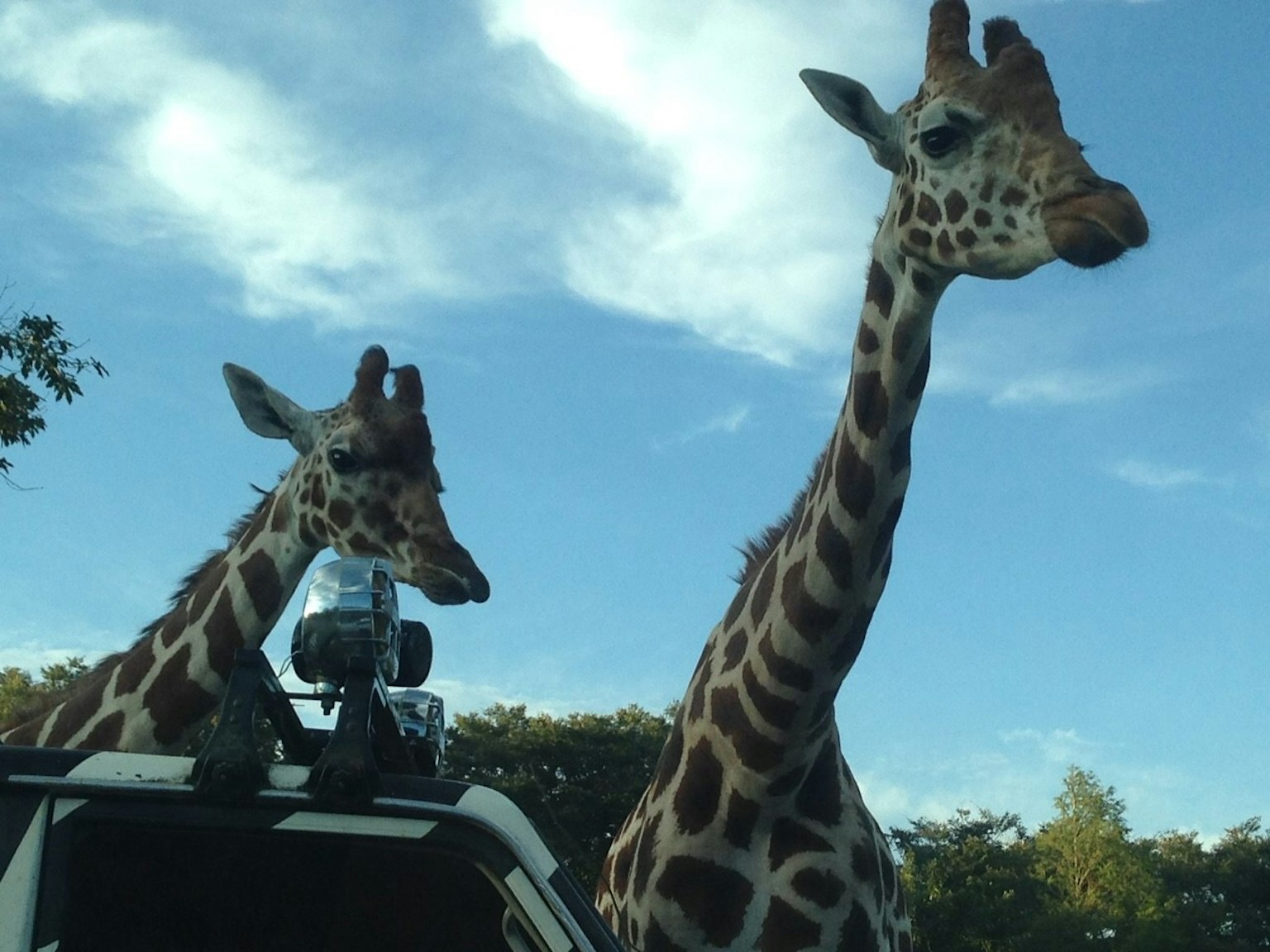 Due giraffe vicino a un veicolo