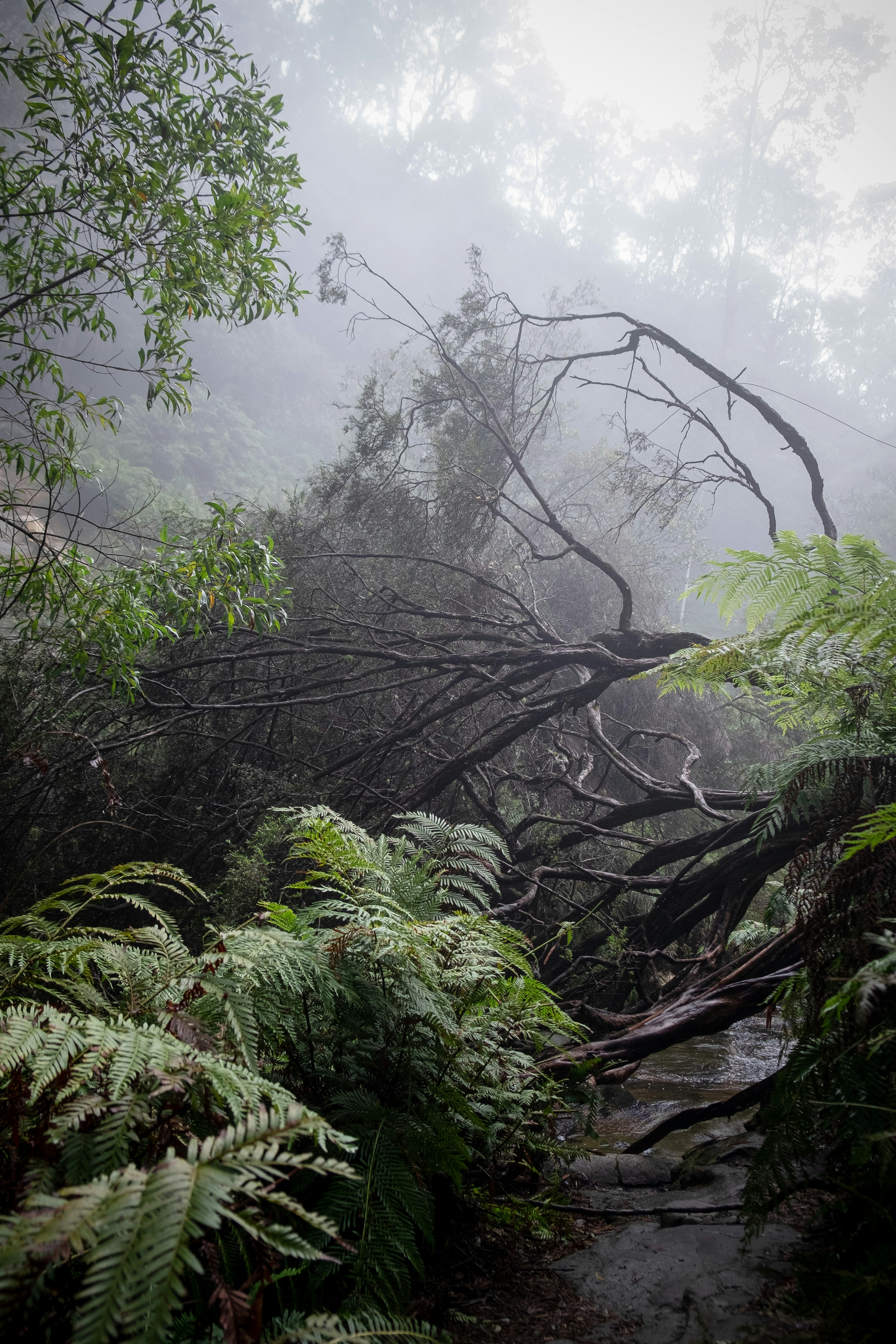 foggy forest with fallen branches and ferns