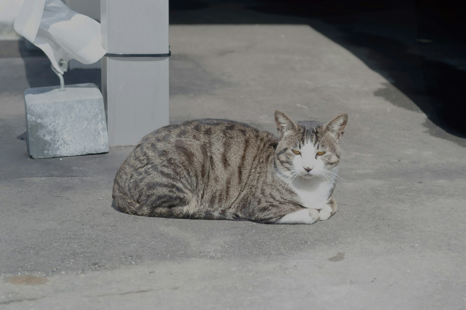 Gatto grigio striato sdraiato sul pavimento