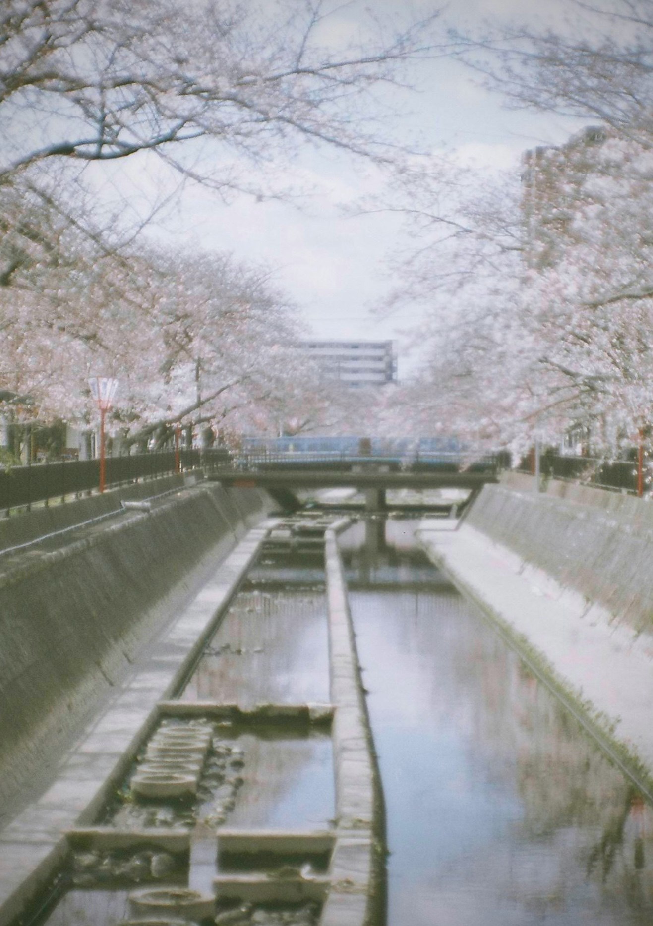 桜並木のある水路と石橋のある公園の小道