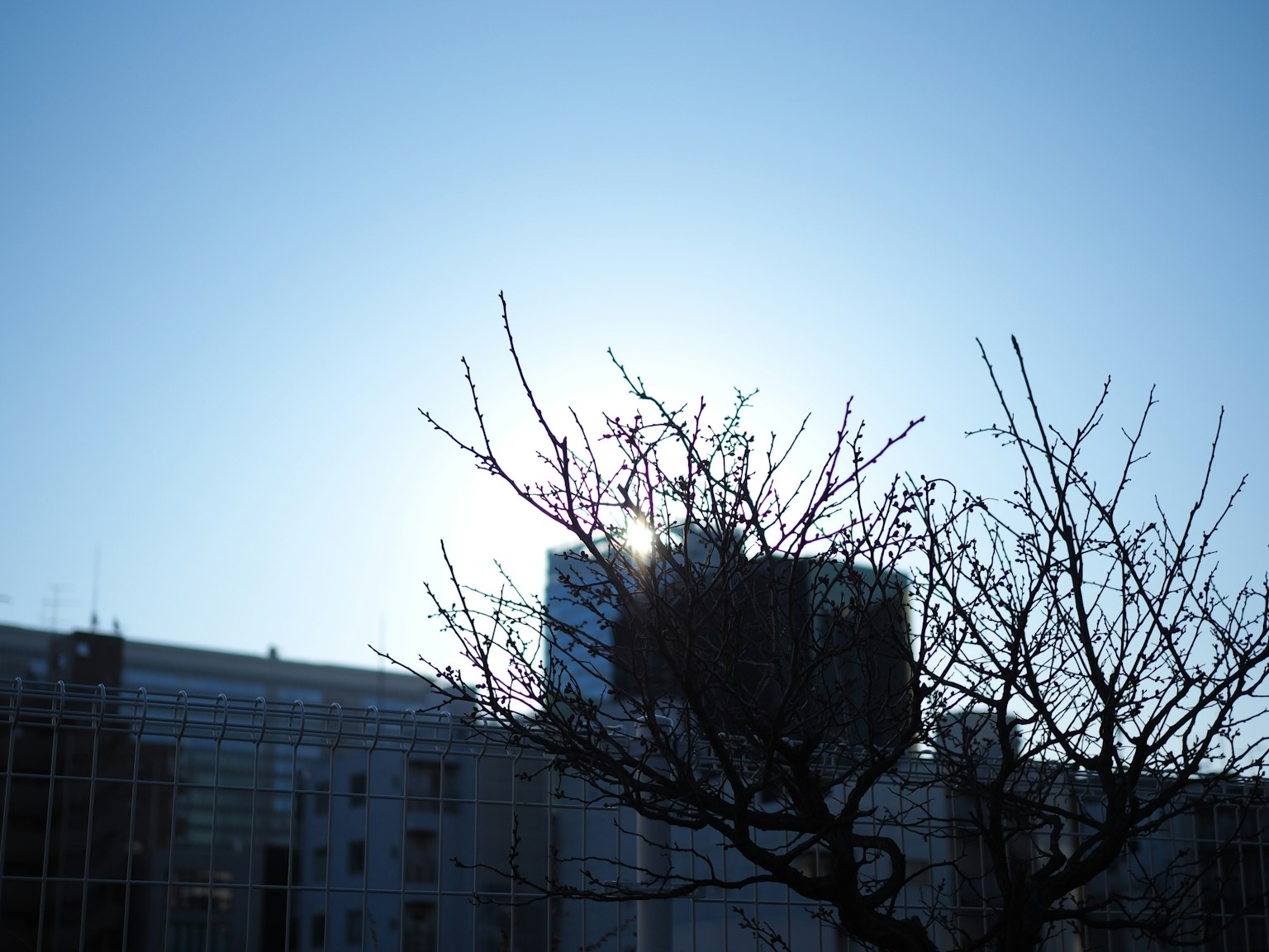 蓝天下的剪影树和建筑