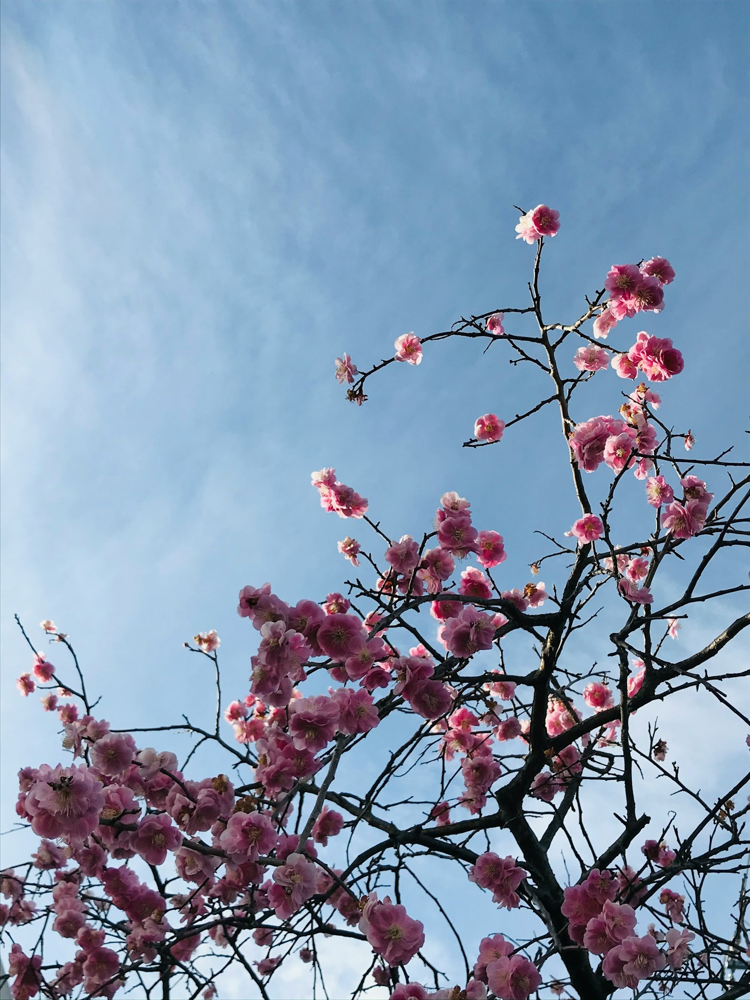 蓝天背景下的粉色花朵树枝