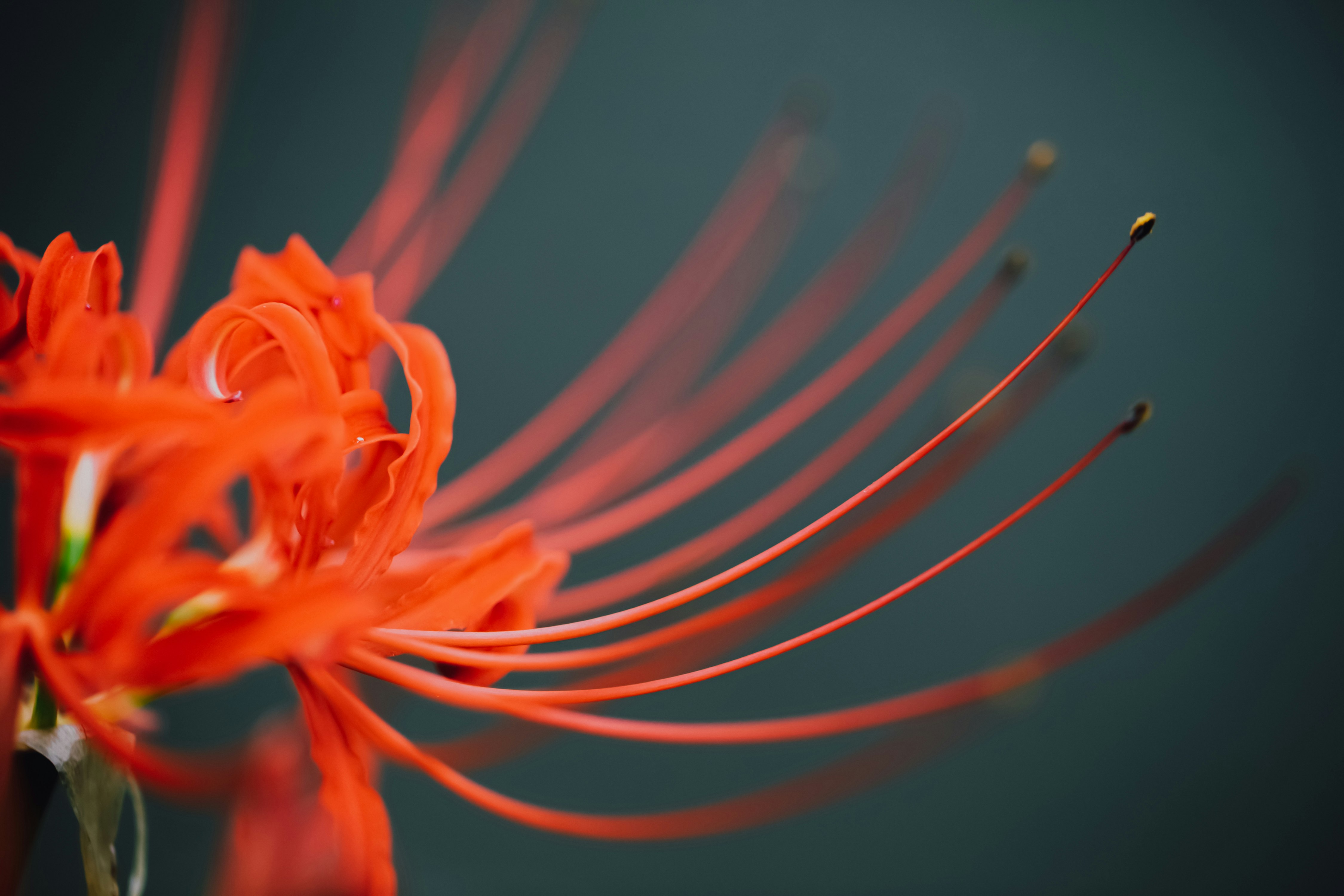 曼珠沙華（彼岸花）のオレンジ色の花のクローズアップ
