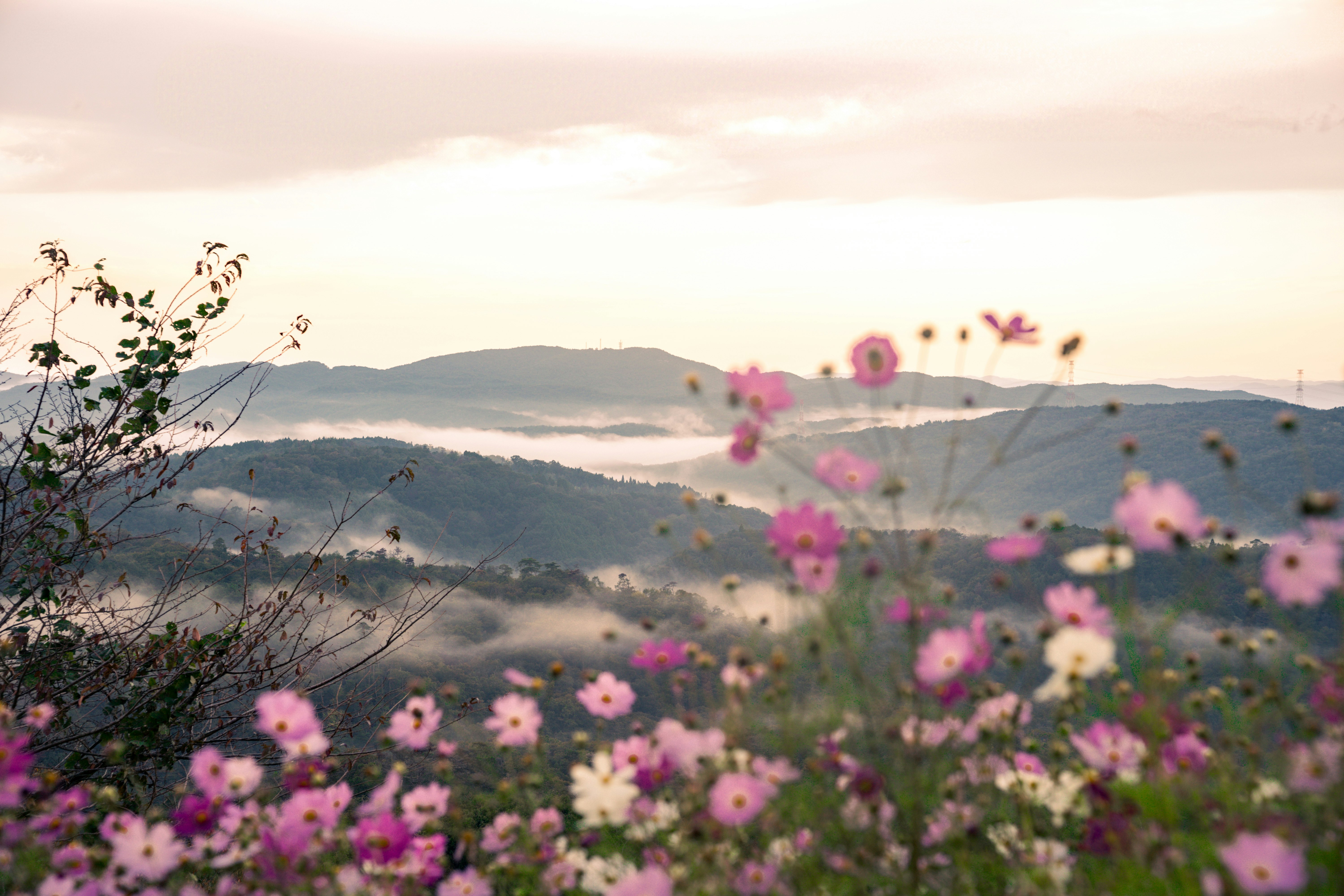 花畑越しに広がる山並みの夕景