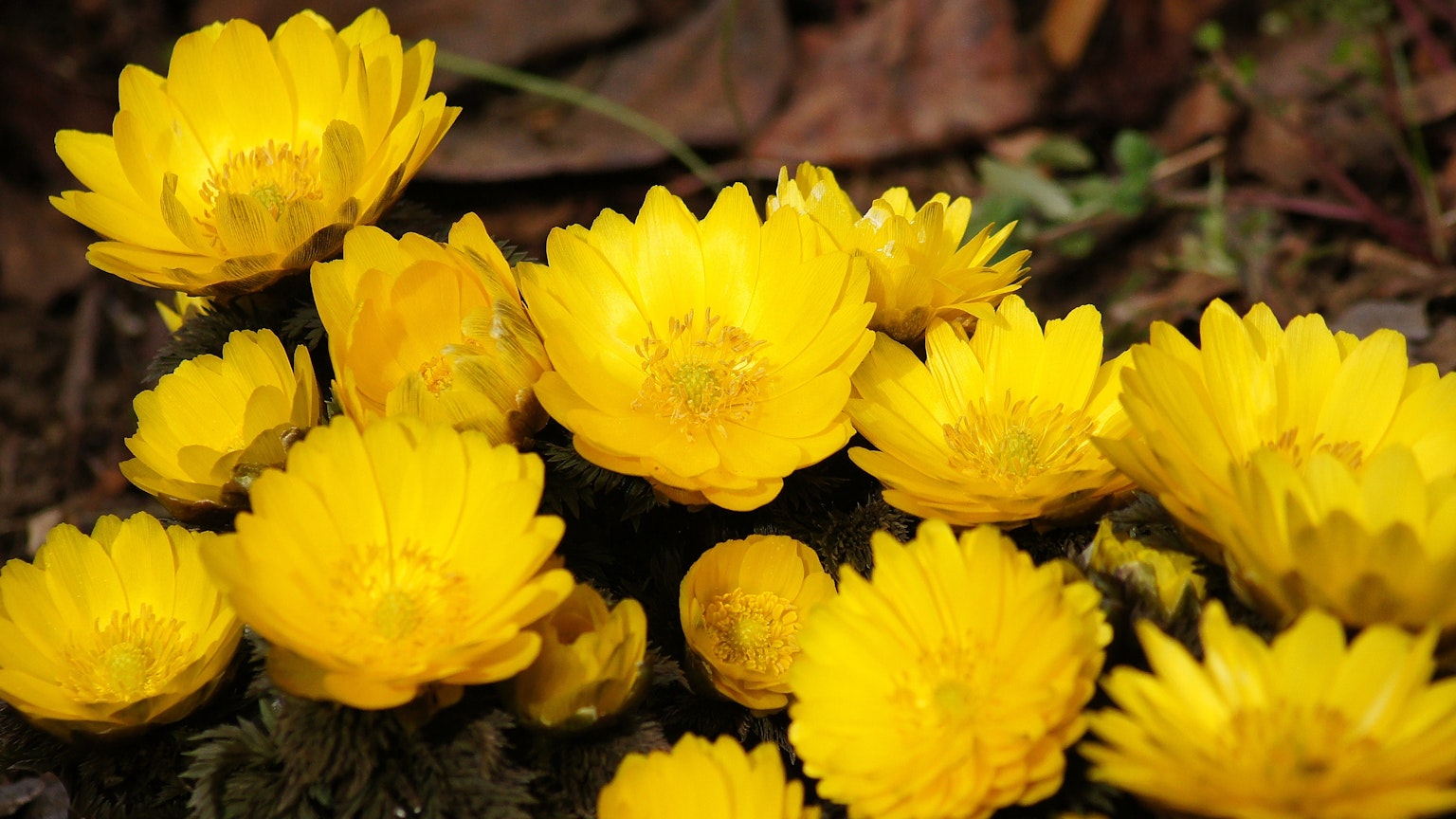 A cluster of vibrant yellow flowers in full bloom