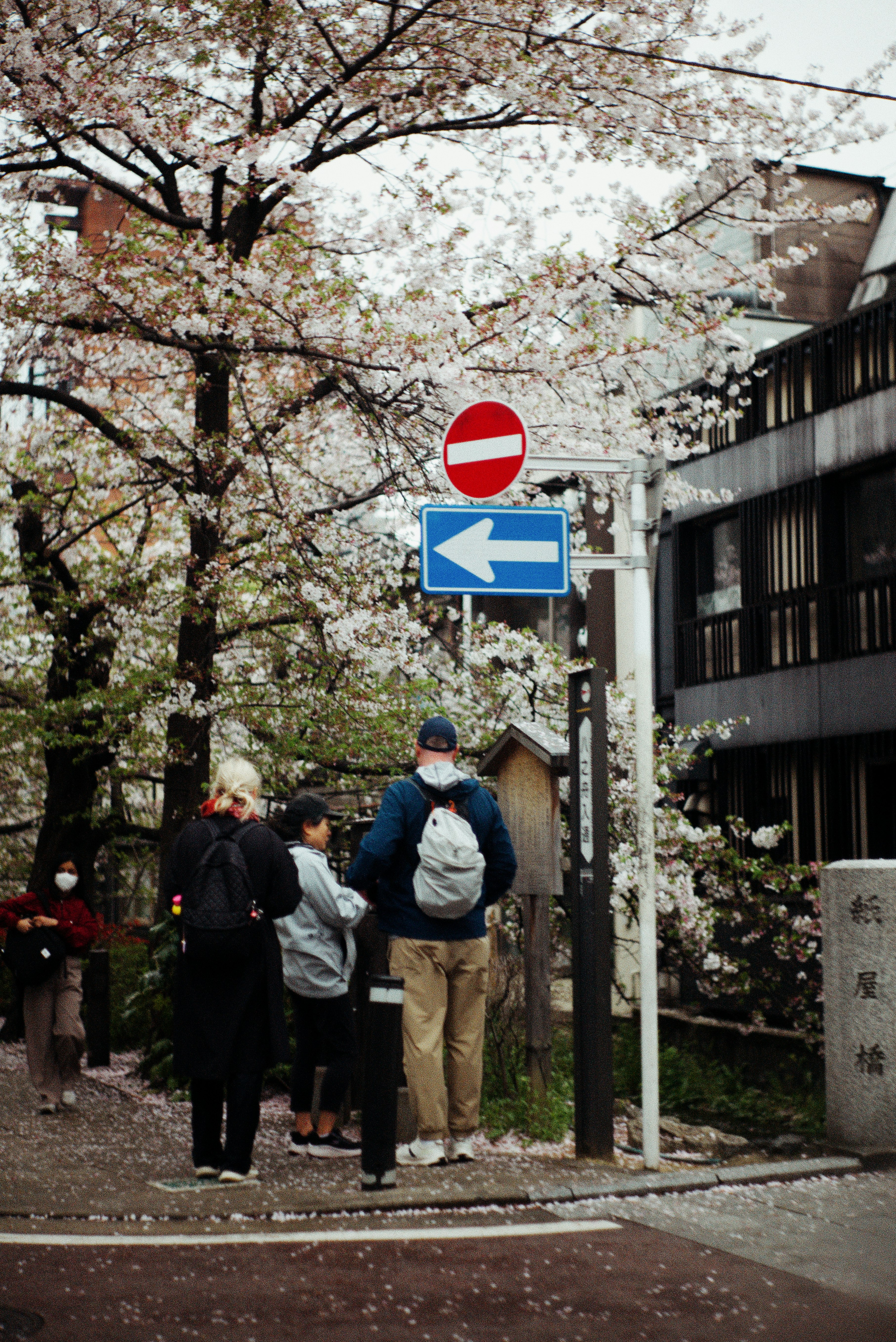 雨の京都・木屋町通りで桜並木の下を歩く人々