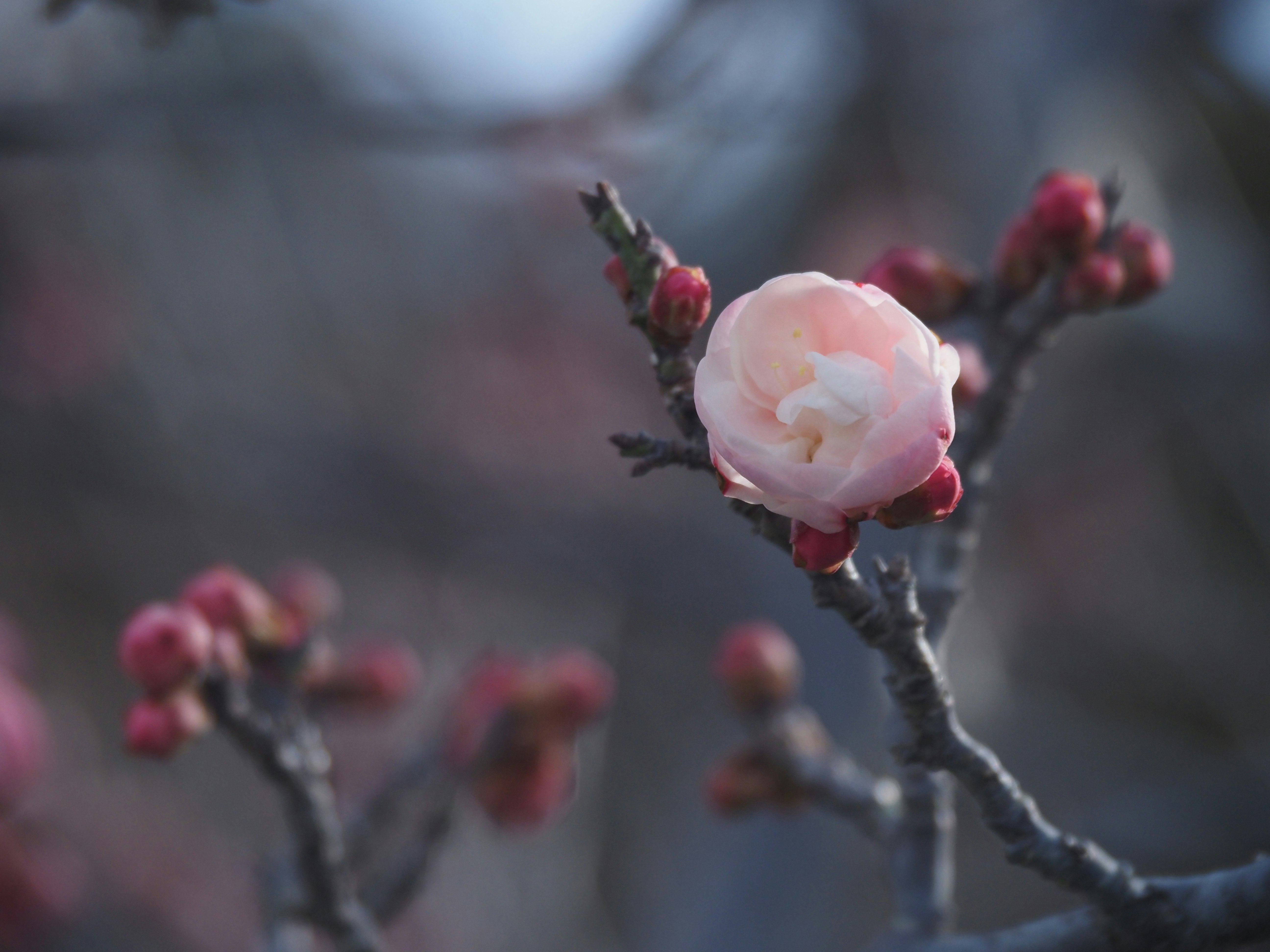 Nahaufnahme blühender Pflaumenblüten an einem Zweig