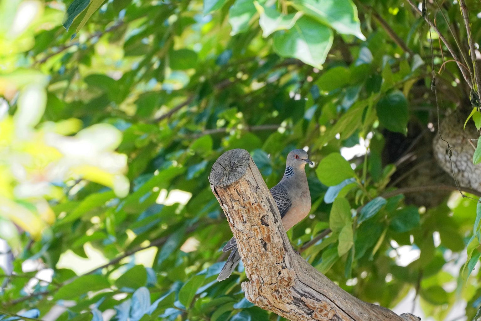 Un piccolo uccello posato su un ramo d'albero circondato da foglie verdi