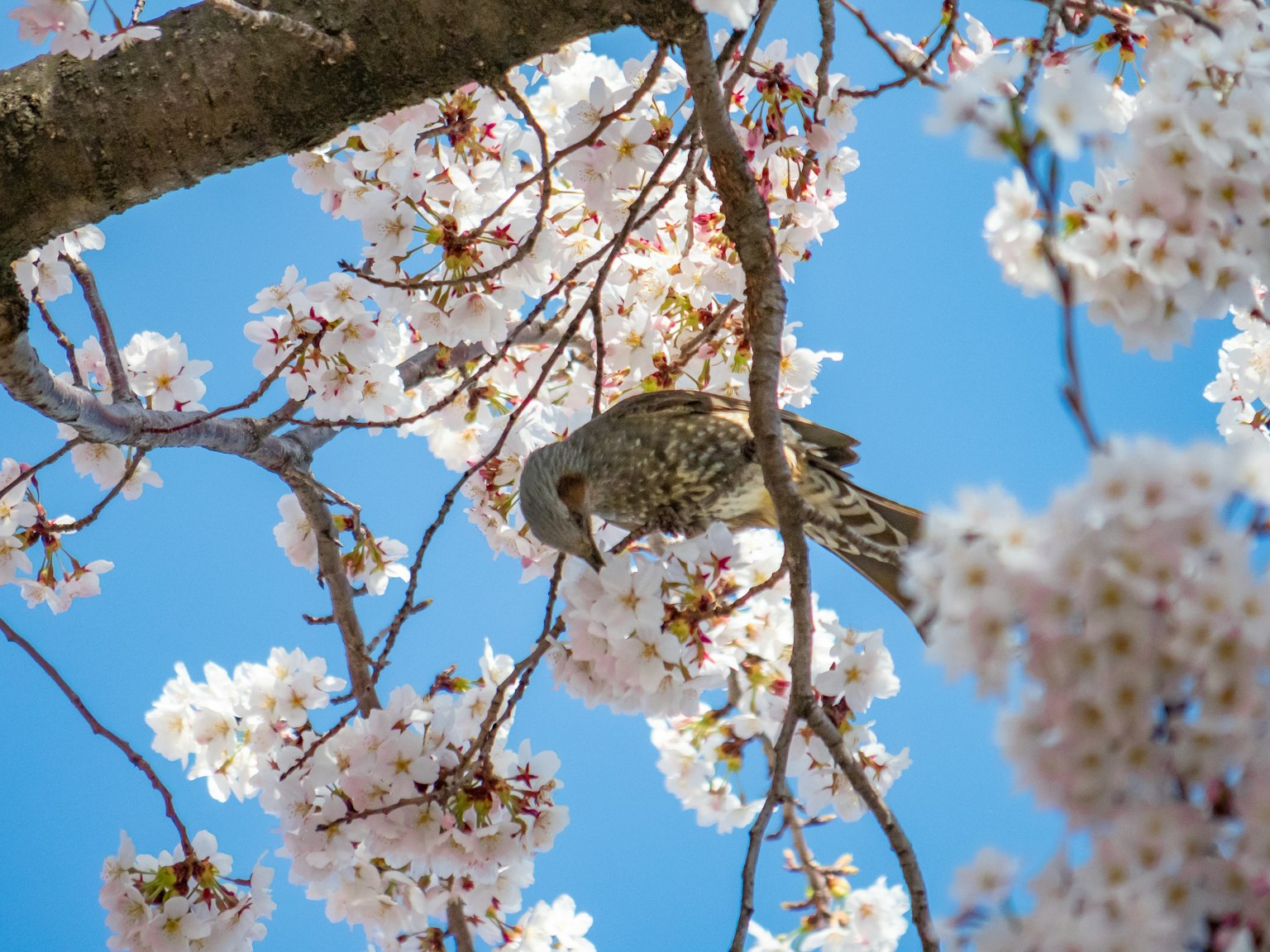 Un uccello tra i fiori di ciliegio contro un cielo blu