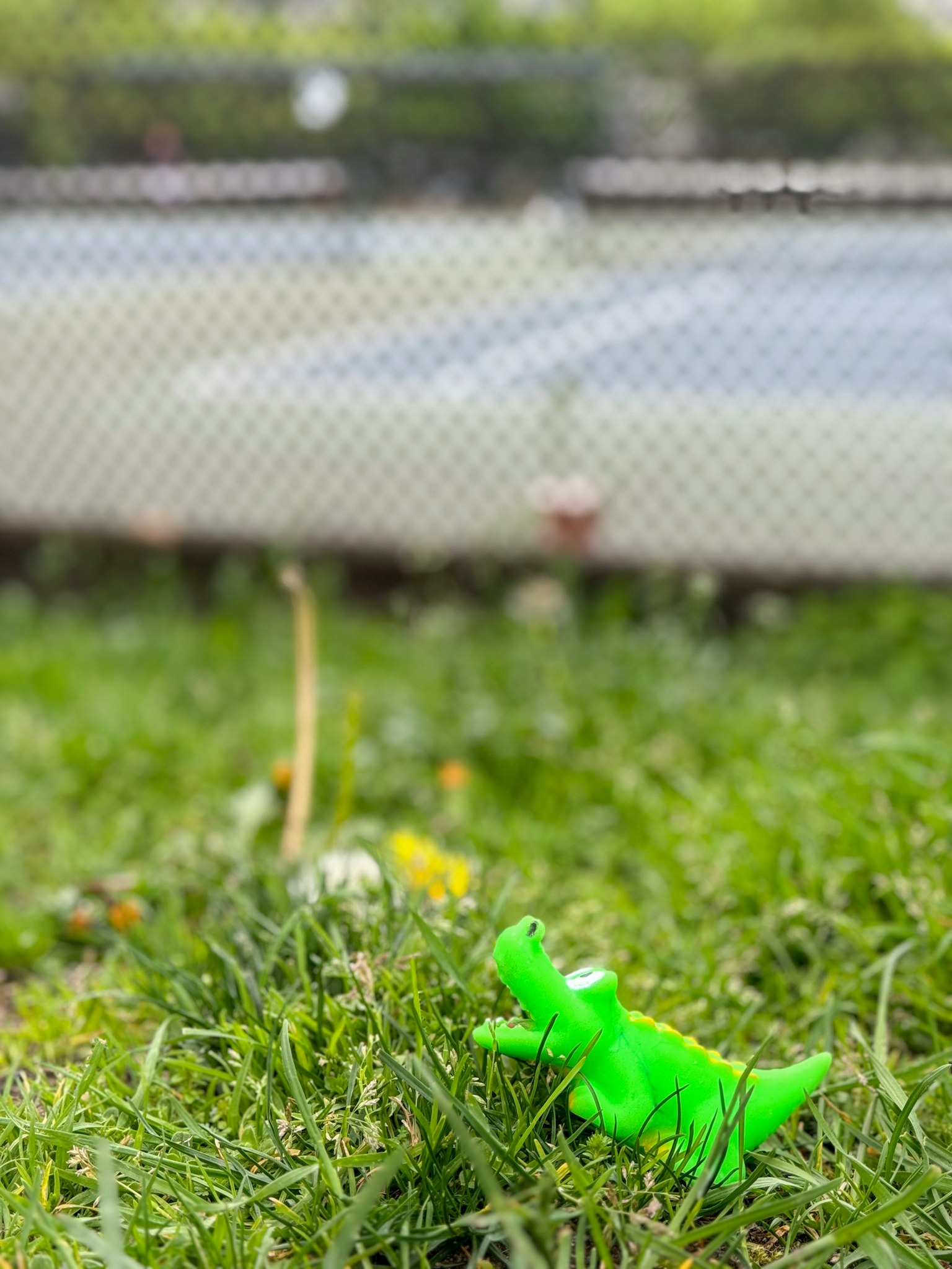 Green dinosaur toy lying on grass with tennis court in the background