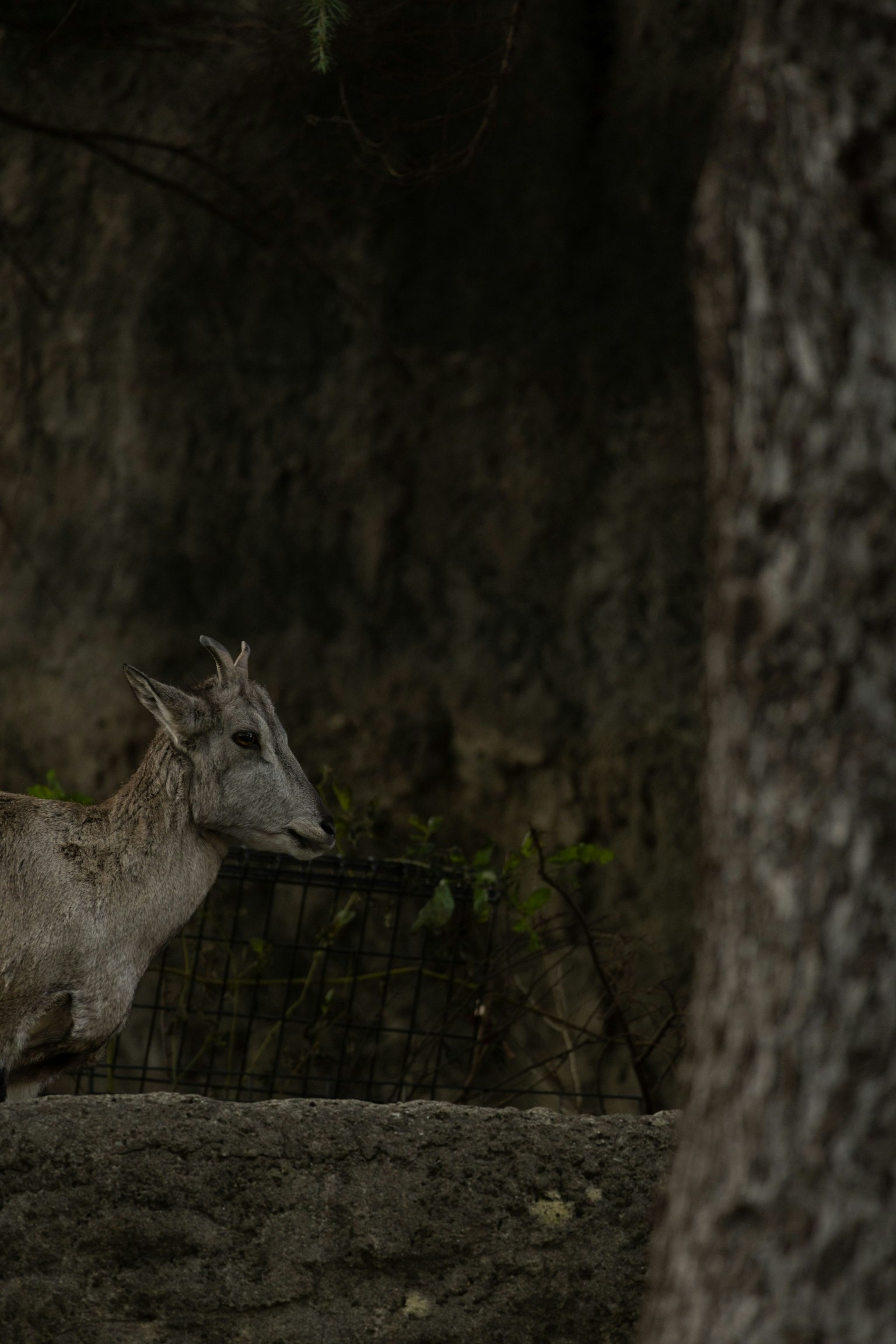 Seekor kambing yang memegang cabang di dekat pohon