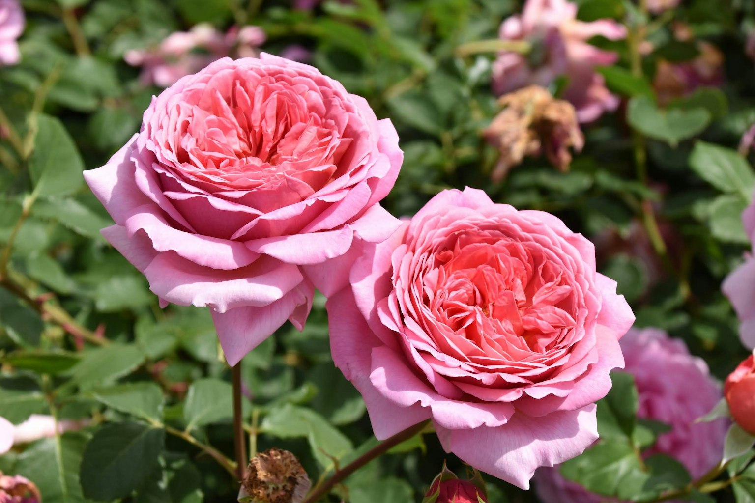 Beautiful pink roses blooming in a garden