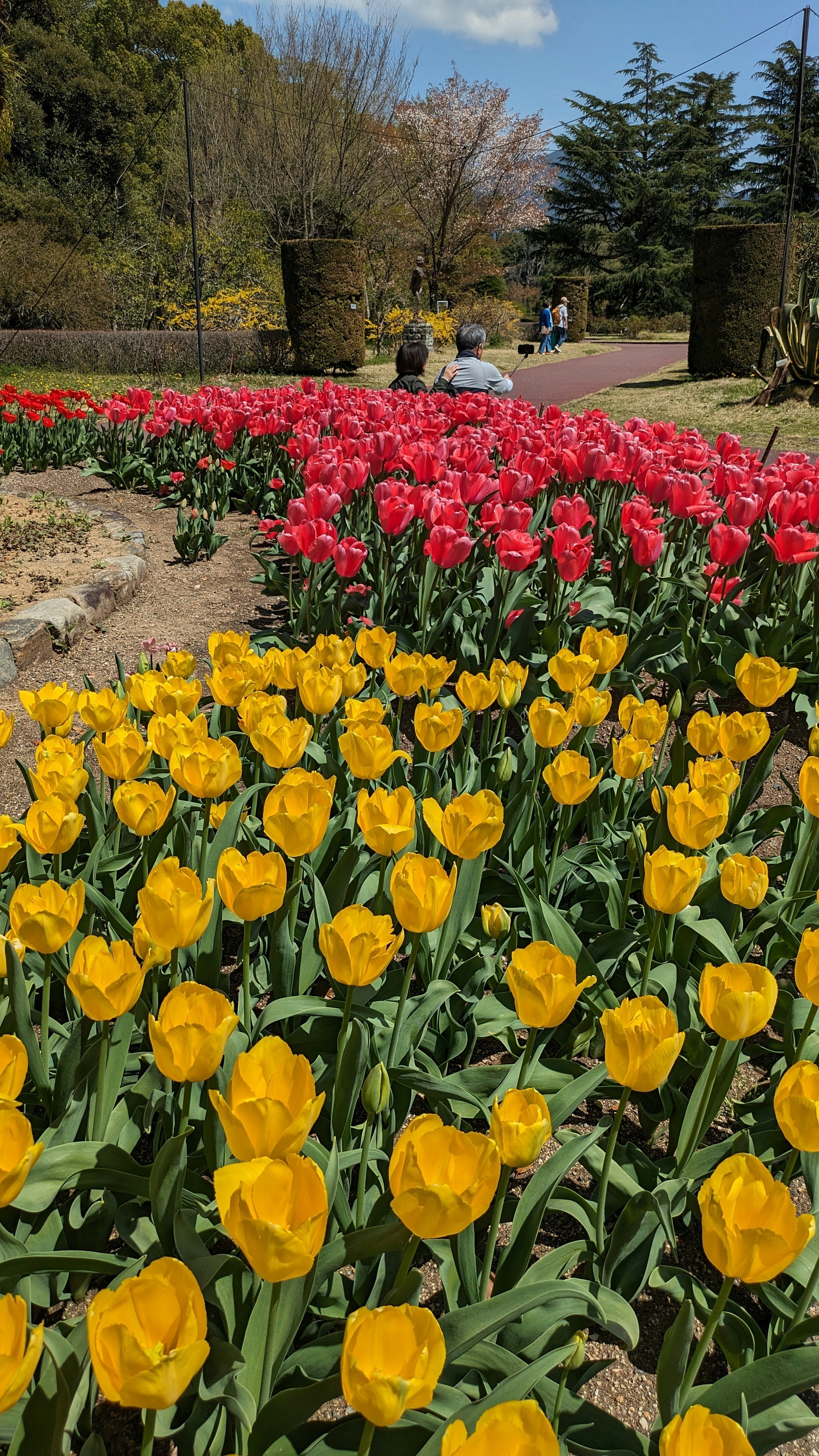 Tulip flowerbed with a garden path