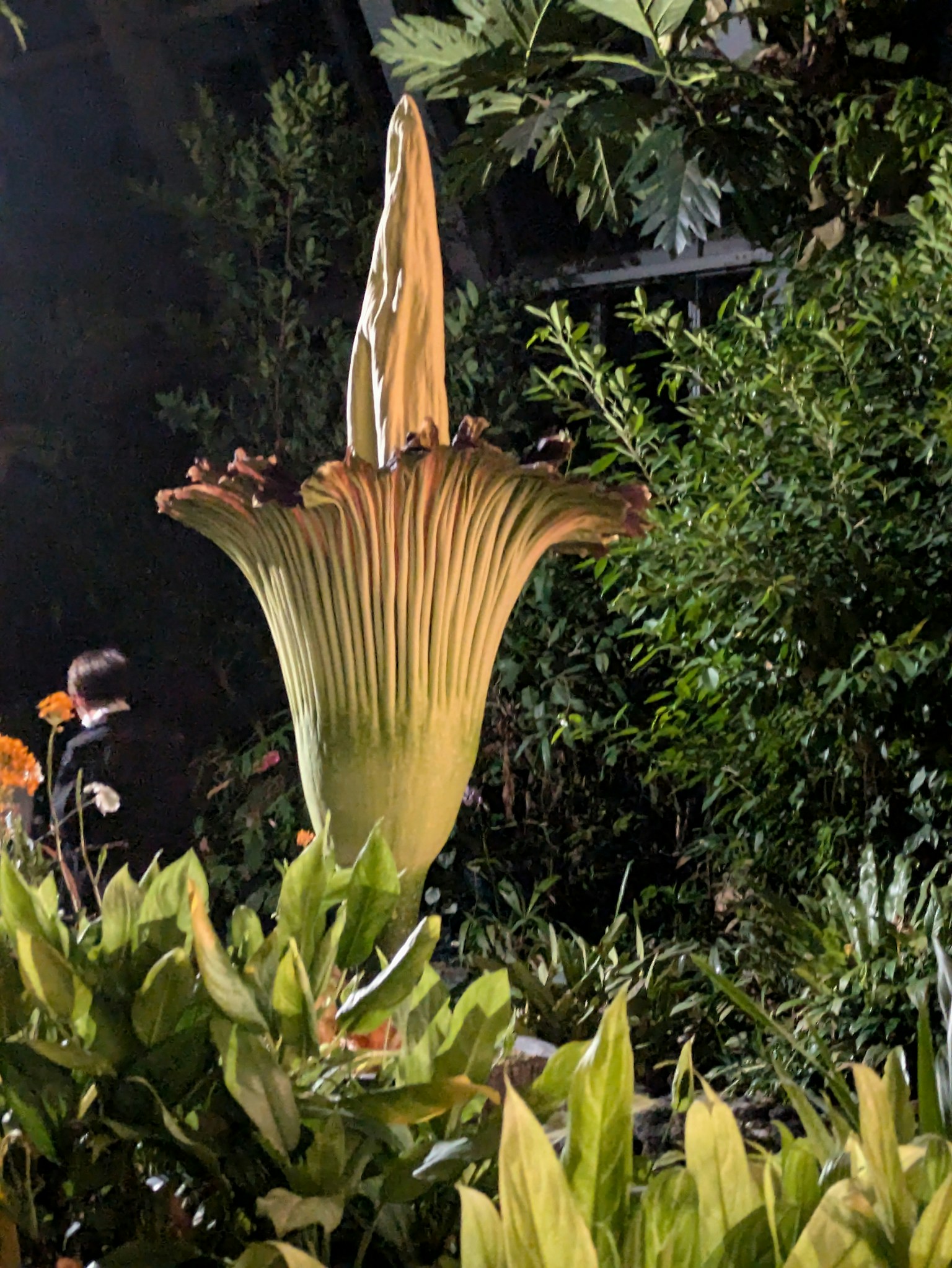 Grande plante à fleurs Amorphophallus en fleurs avec feuillage vert la nuit