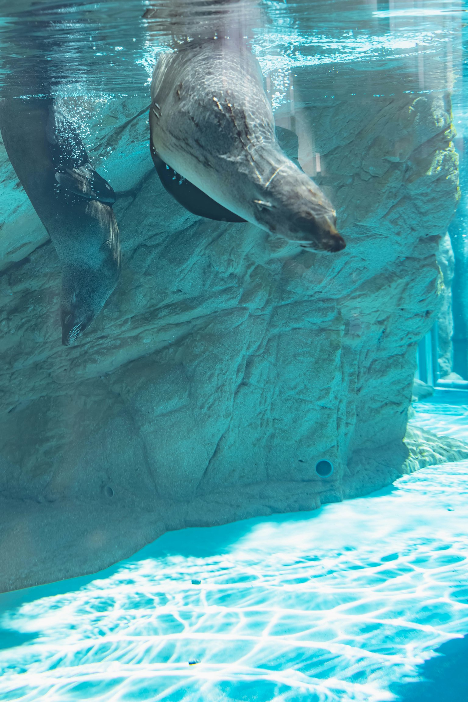 Otter schwimmt unter Wasser mit Reflexionen auf der blauen Oberfläche