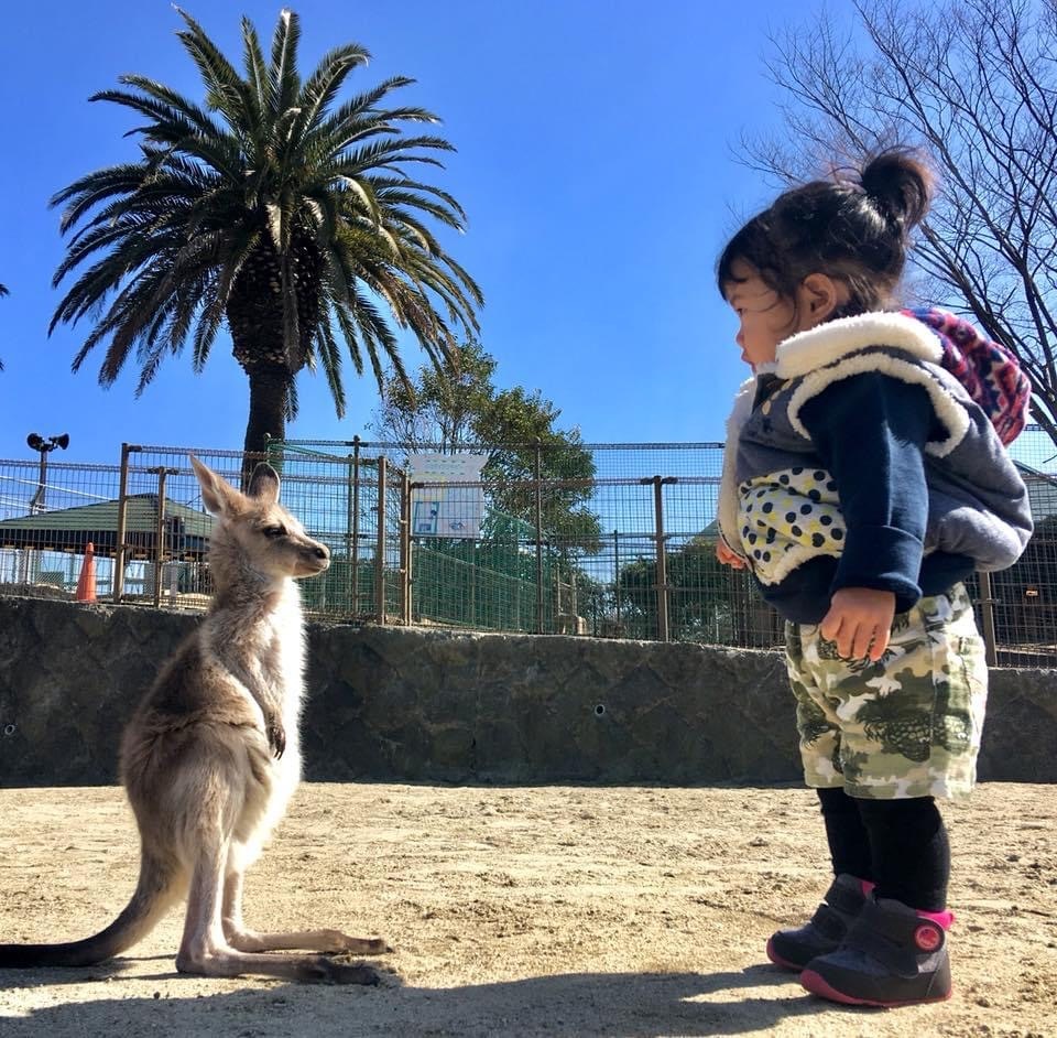 outdoor scene of a child facing a kangaroo near an animal enclosure