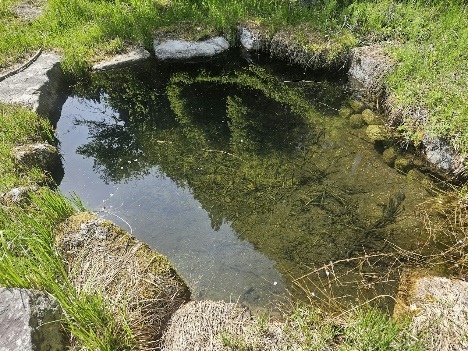 水の池と周囲の草地が見える自然の風景