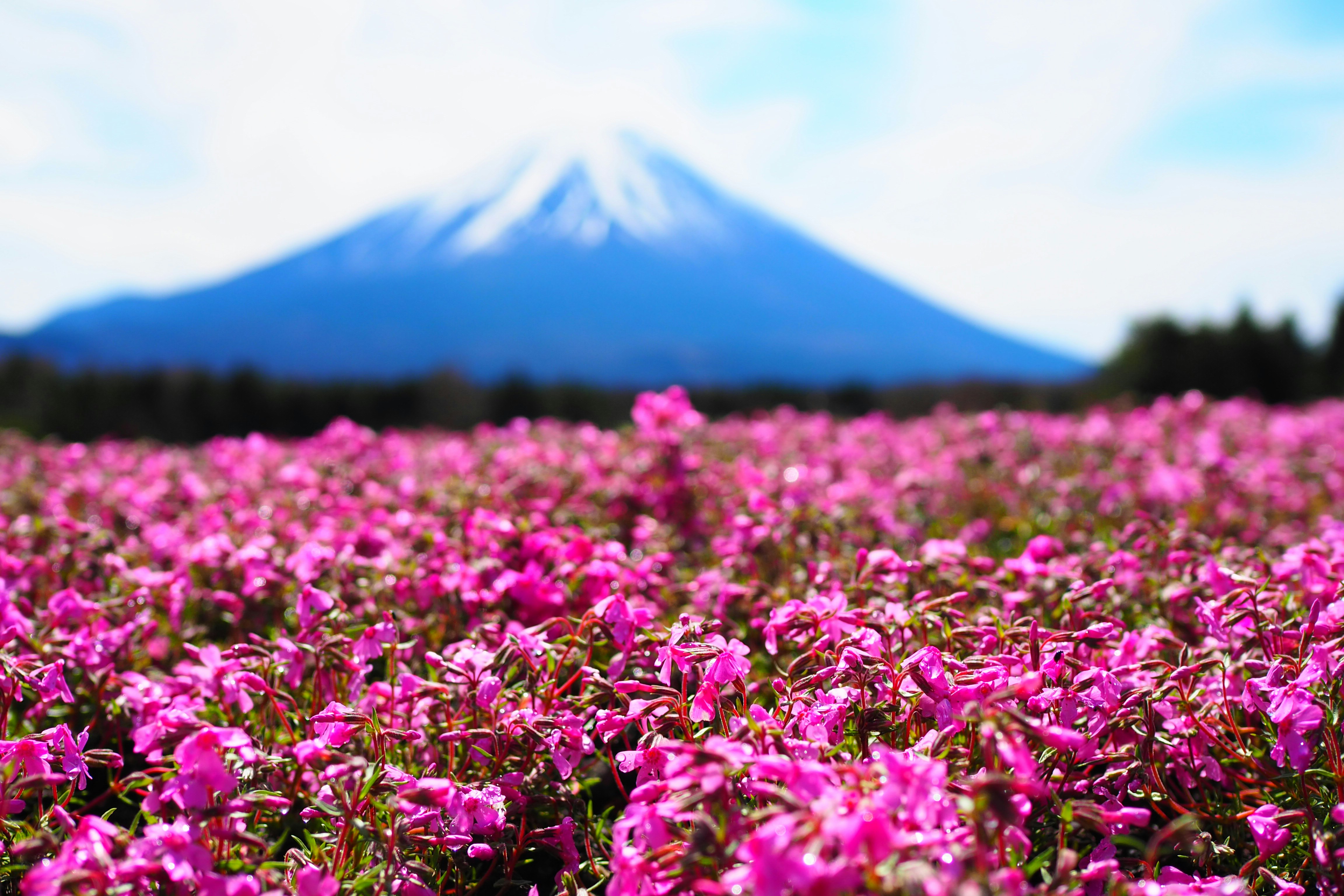 ピンクの花畑と遠くの山並み