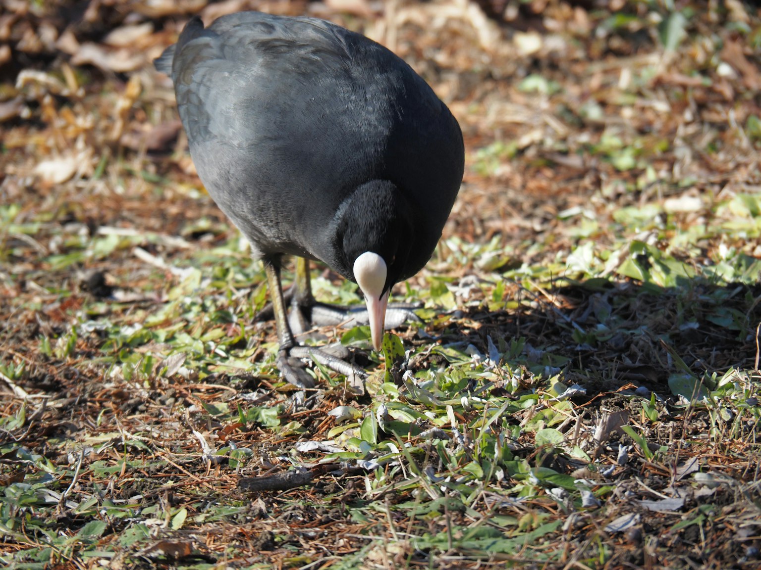 A black bird pecking at the grass