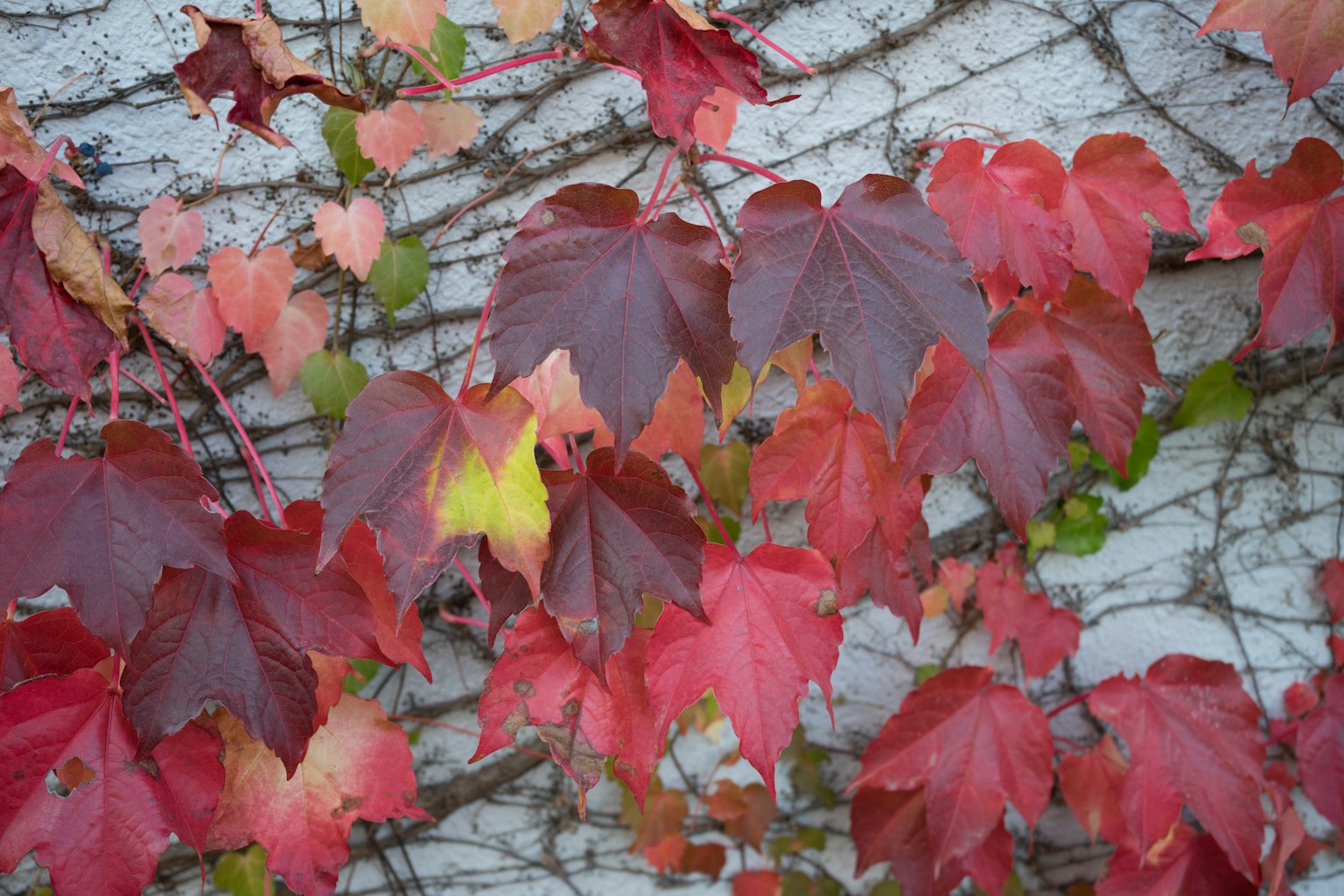 Vibrant red and green leaves climbing a wall in an autumn setting