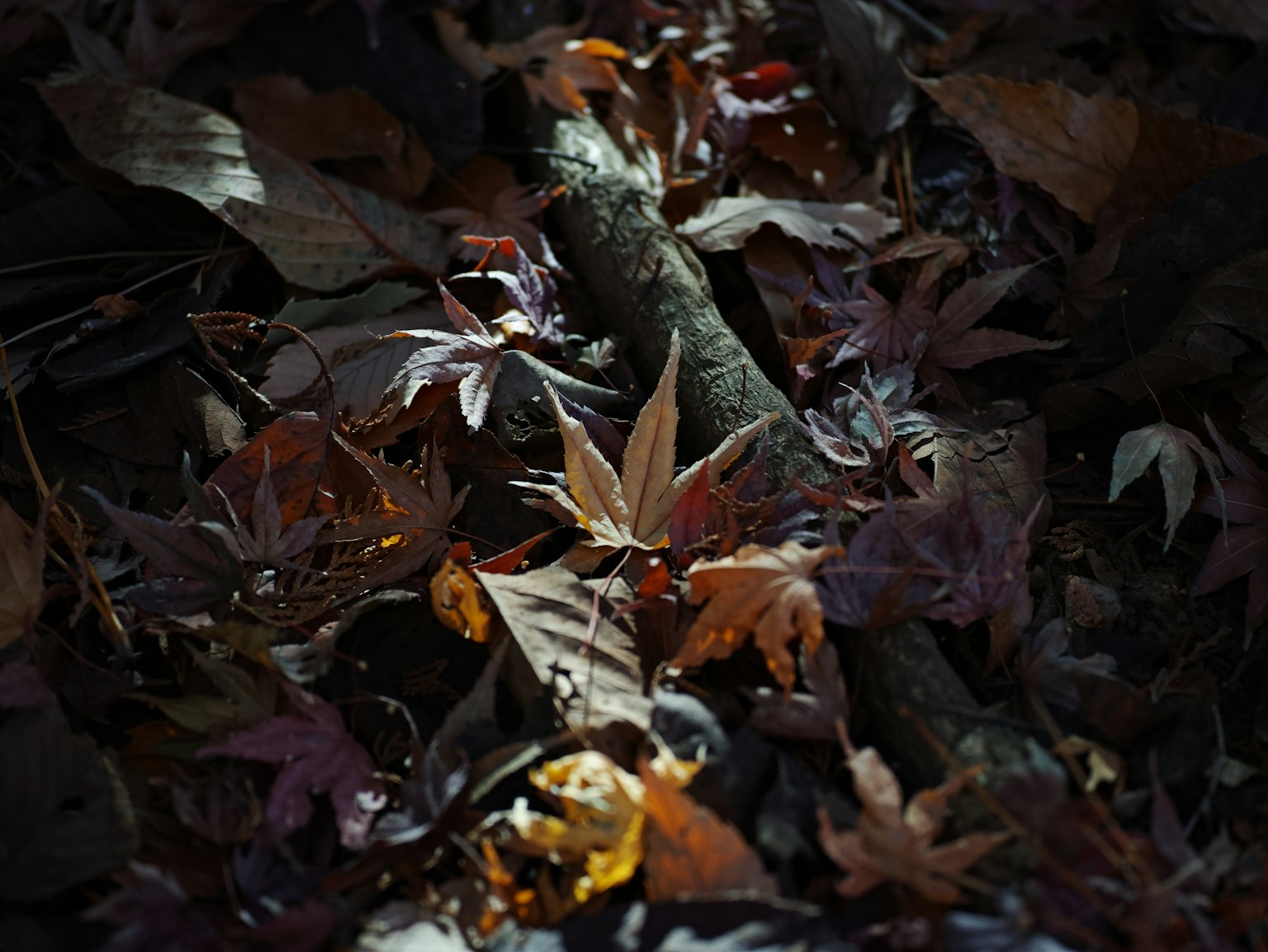 photo-mE9L2xu1r1G9fNLoJNzU-image