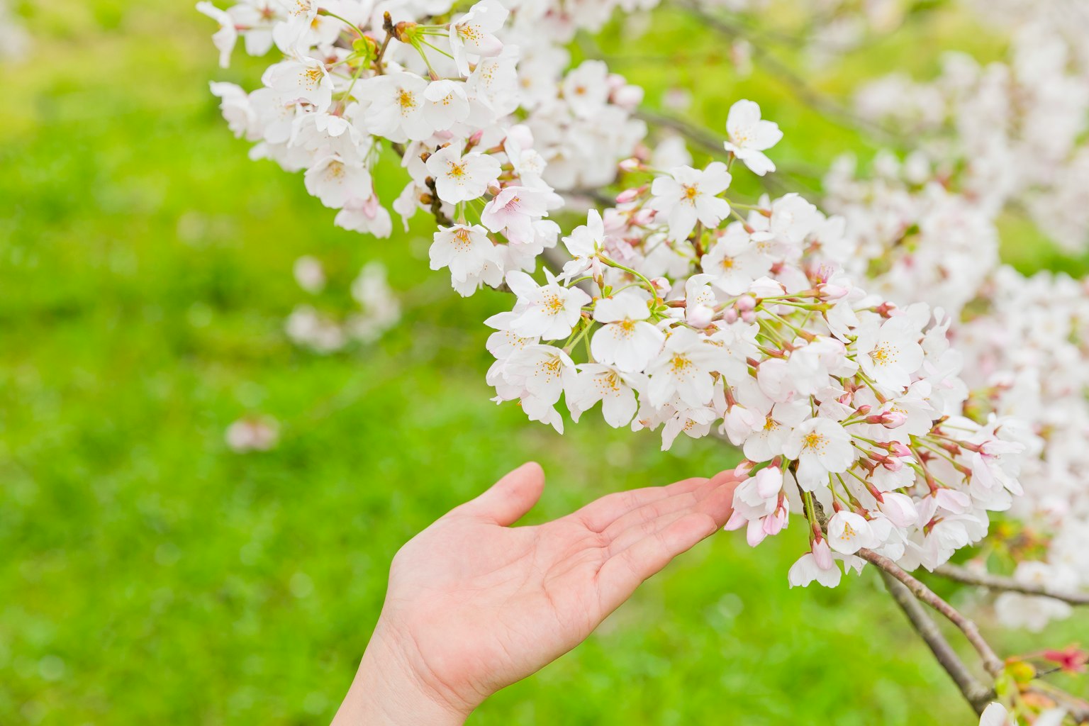 Eine Hand, die sanft Kirschblüten mit einem grünen Hintergrund berührt