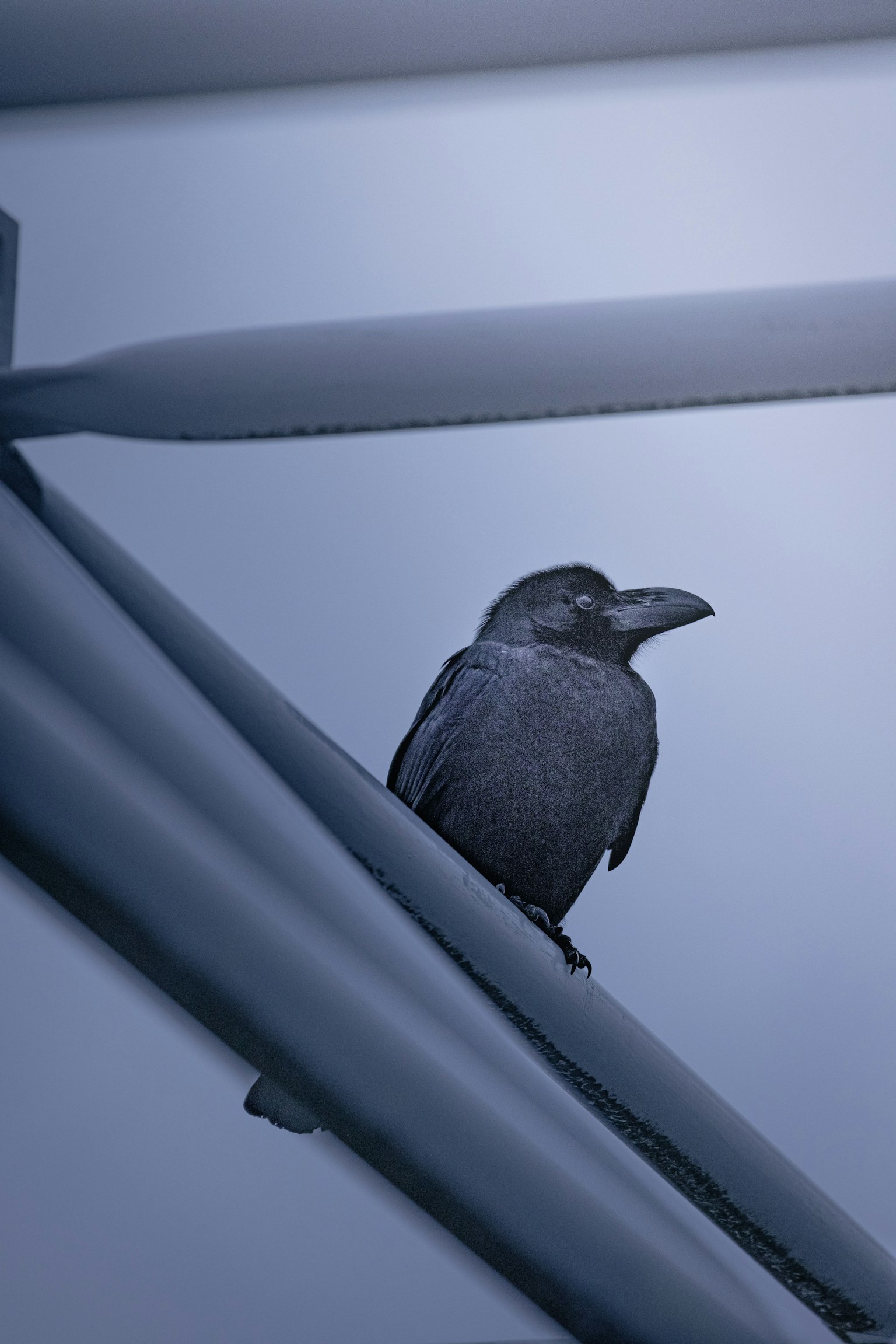 Un cuervo posado en una viga metálica contra un fondo azul