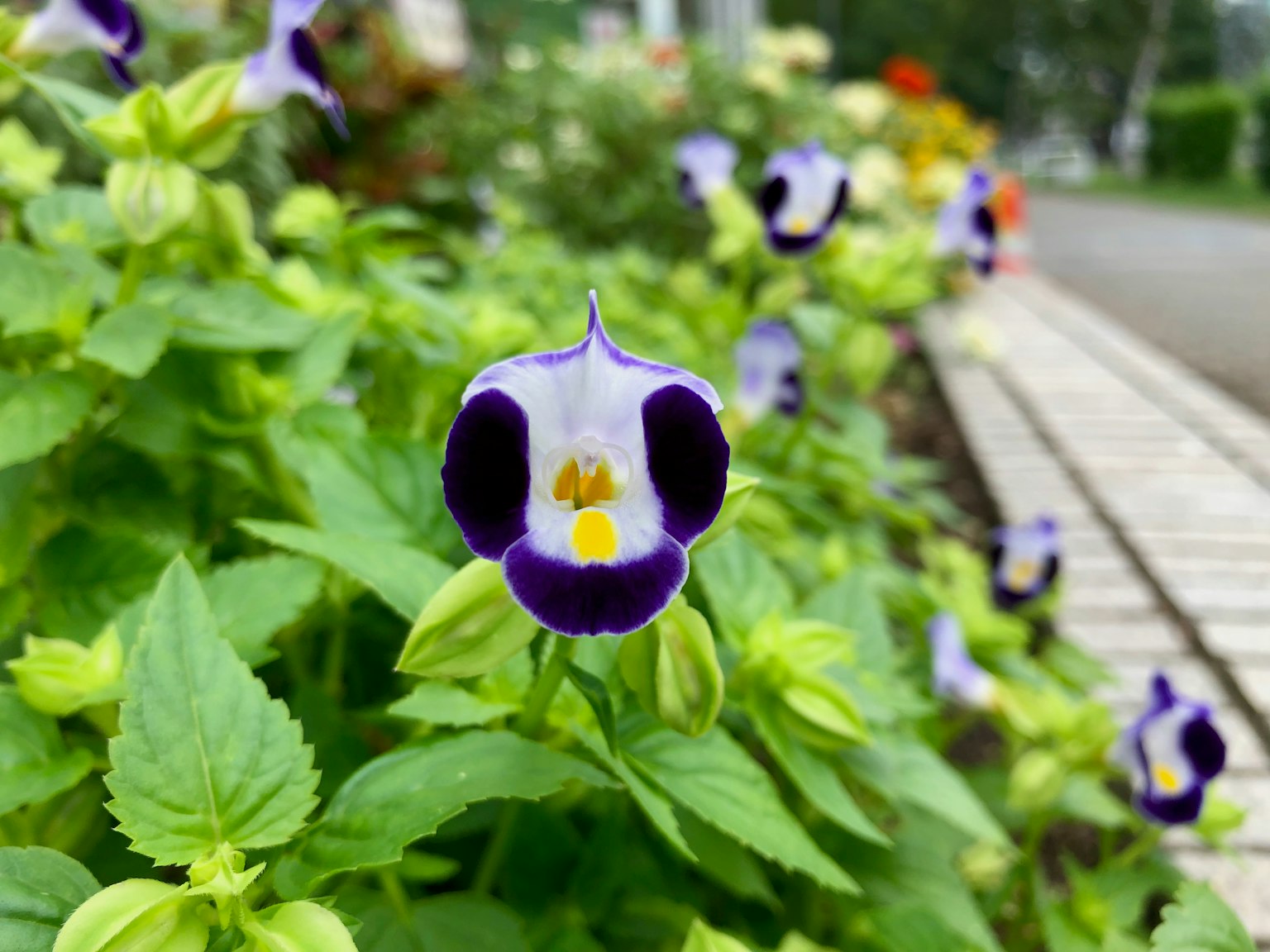 Gros plan de fleurs violettes et blanches avec des feuilles vertes et des fleurs floues en arrière-plan