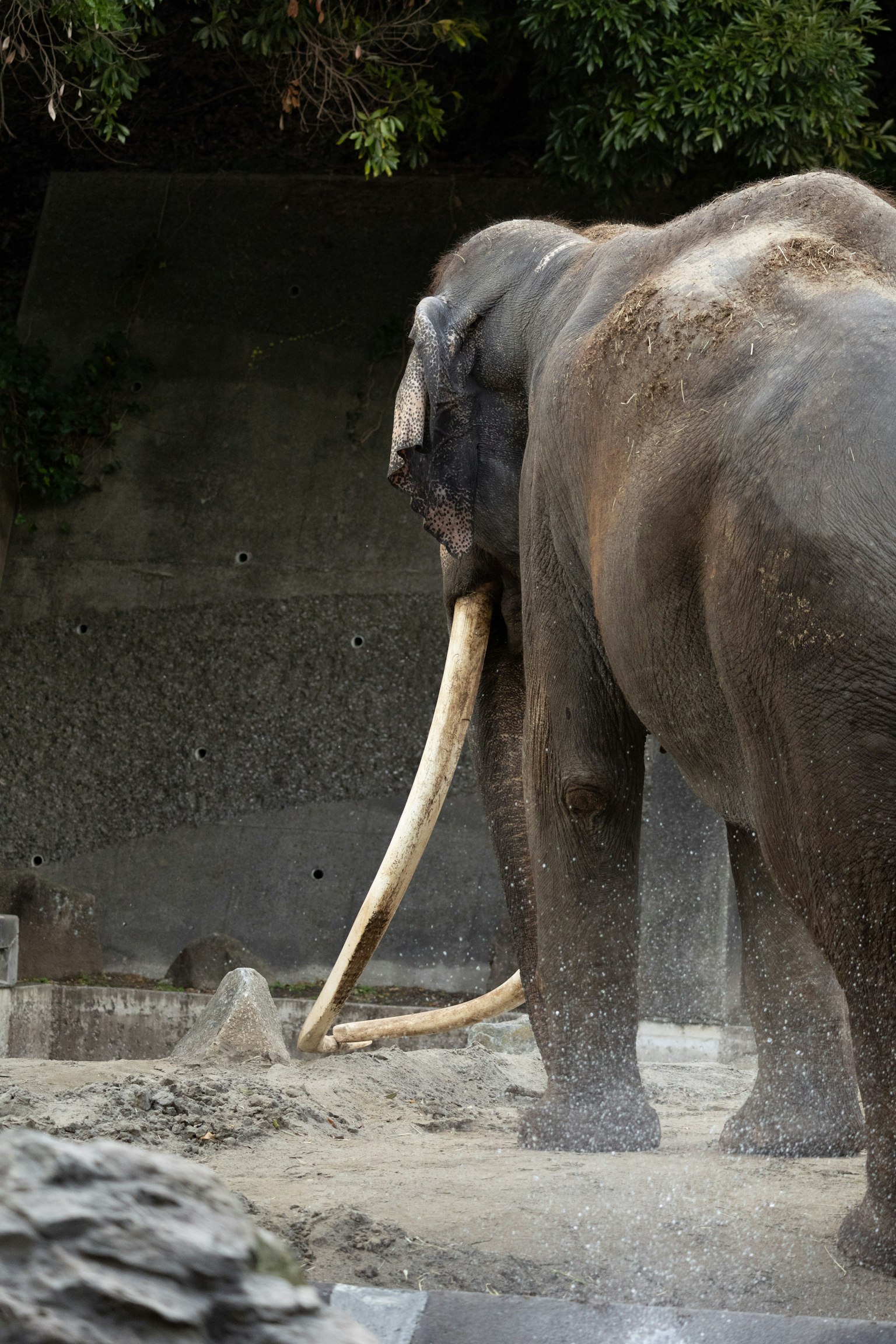 코끼리가 등을 돌리고 있는 모습 큰 상아와 회색 피부 동물원 환경에서