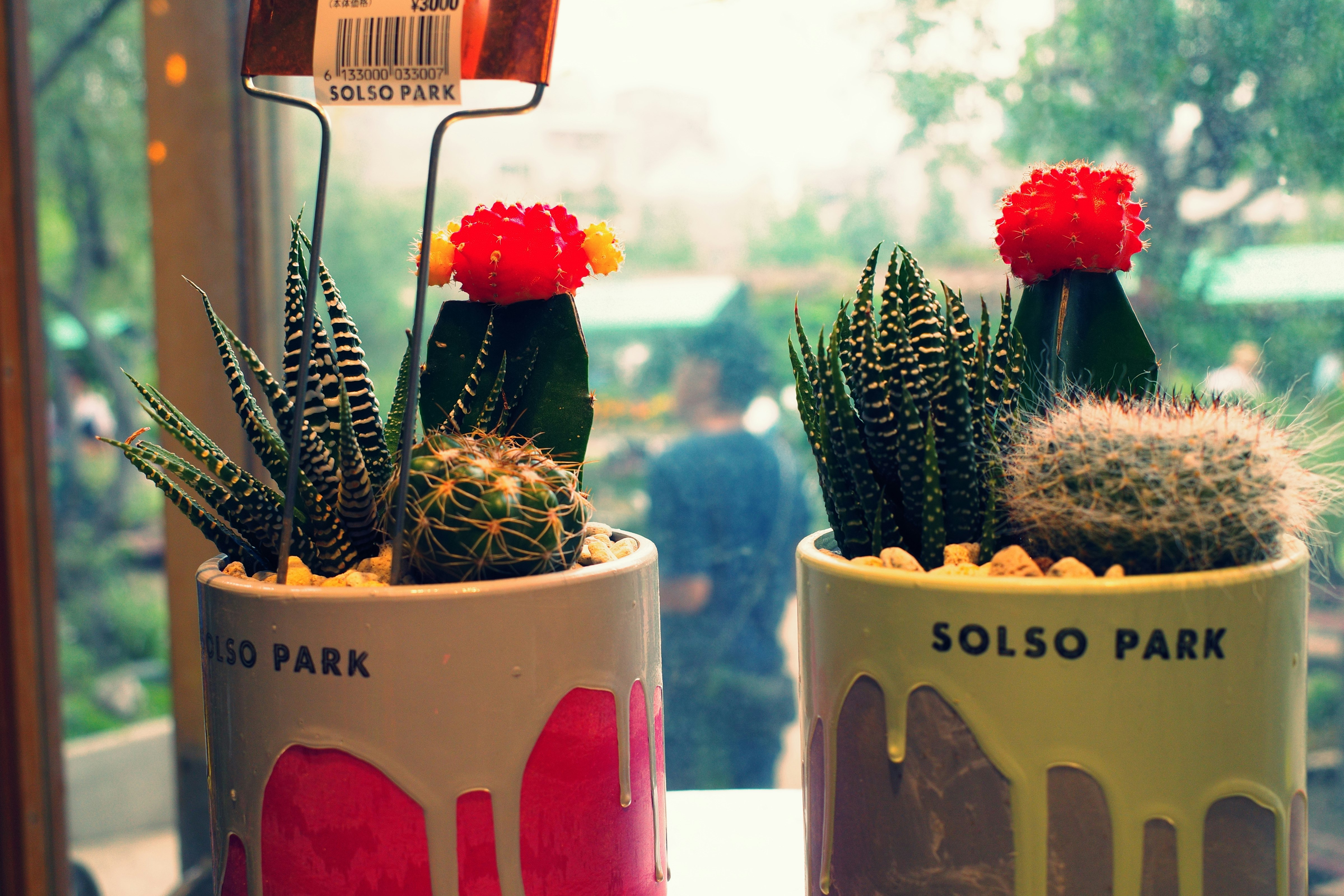 鉢植えサボテンの並ぶ屋外のテーブル