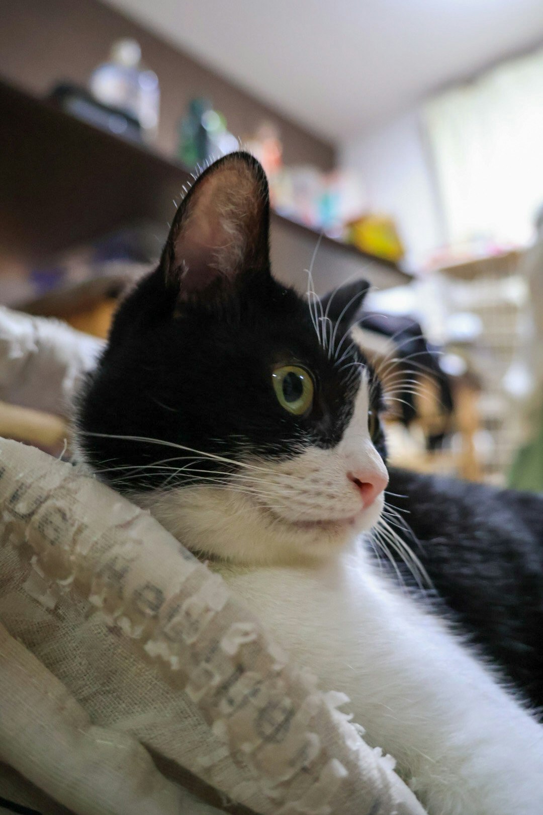 gros plan d’un chat noir et blanc qui se détend sur un canapé