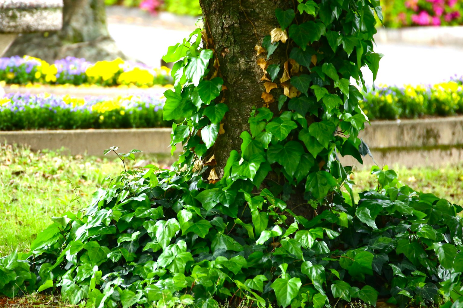 Tree trunk covered with green ivy and surrounding flowers